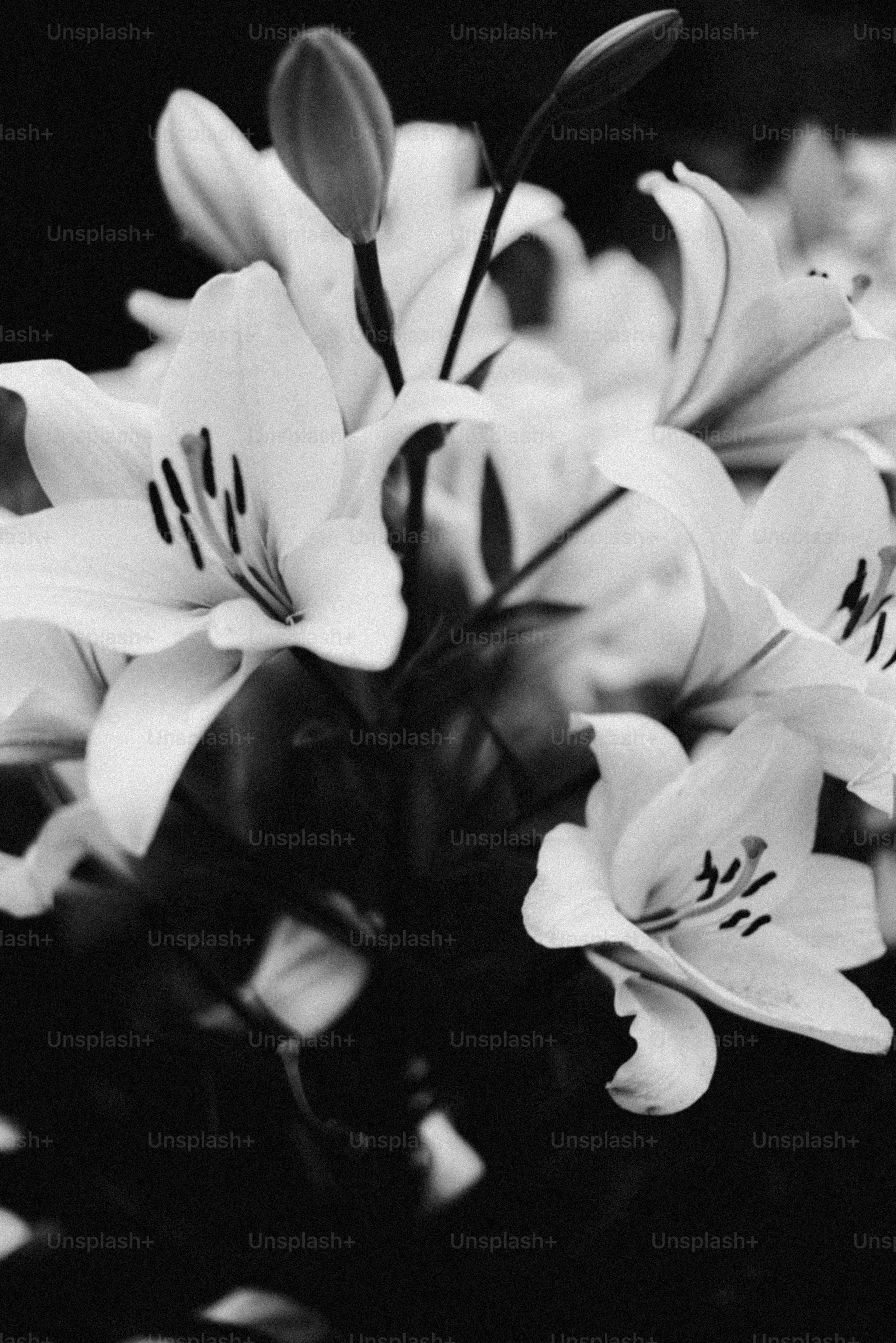 premium_photo-1751294867228-