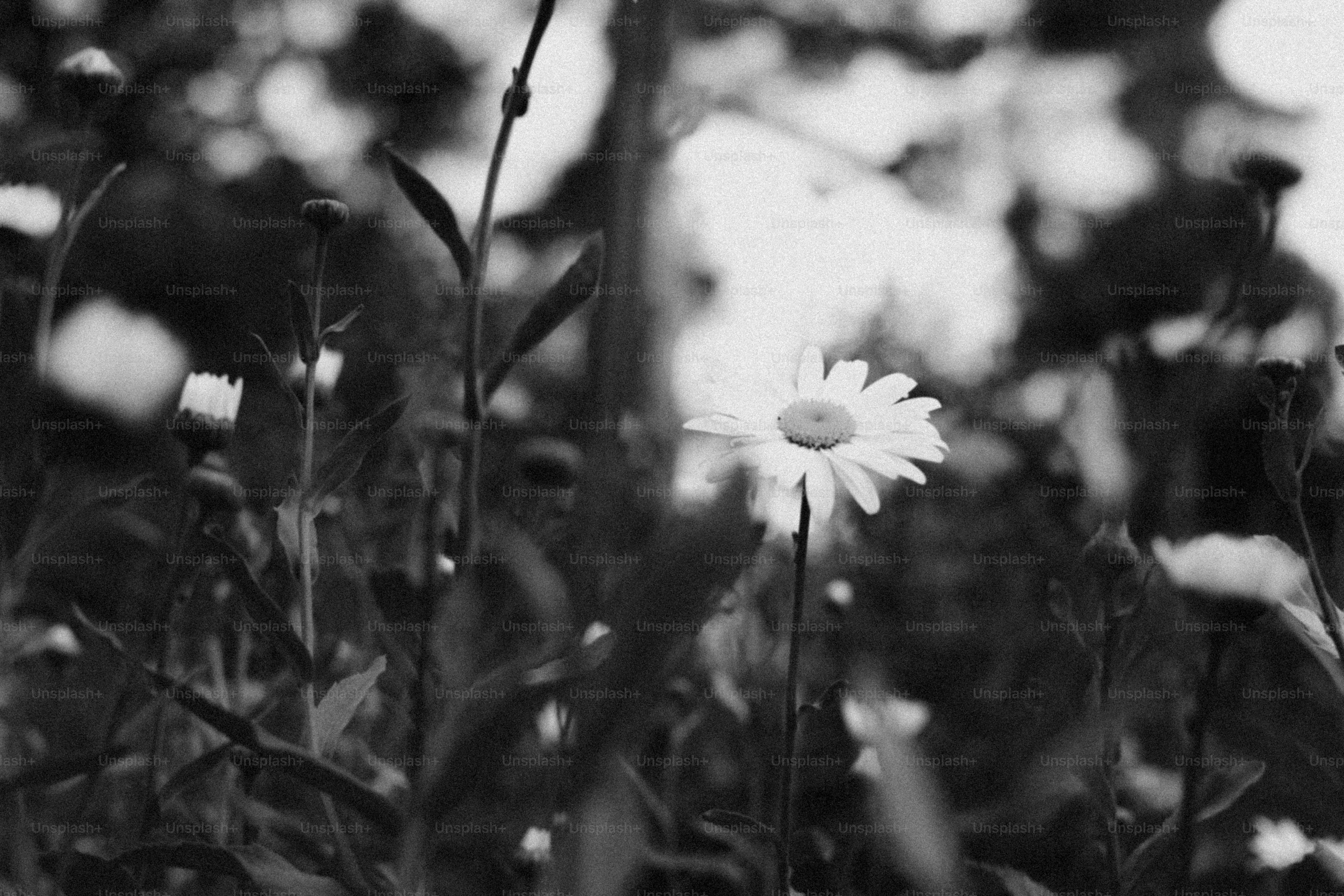 Un singolo fiore di margherita si distingue dagli altri.