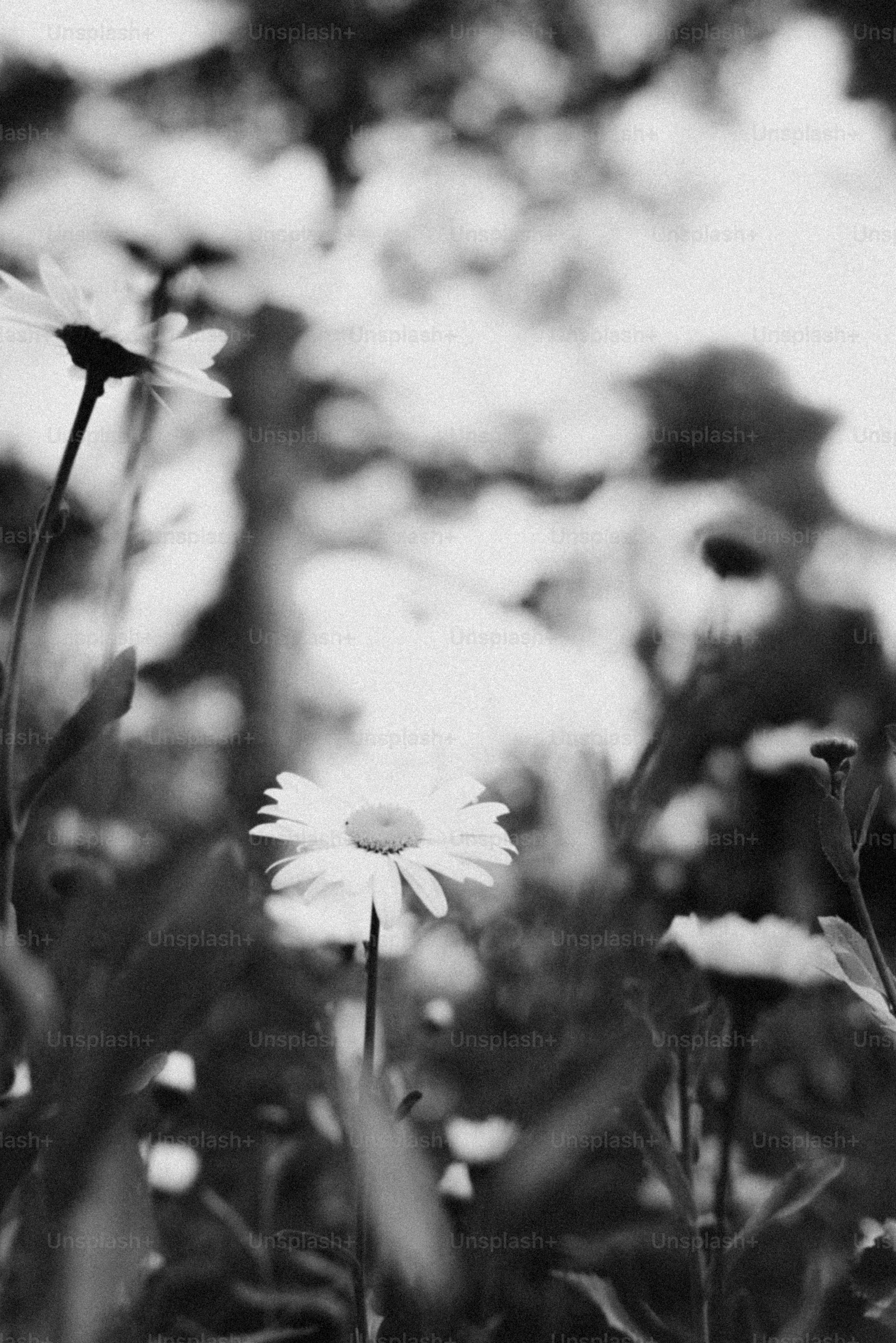 Daisies bloom in the bright, blurry garden.
