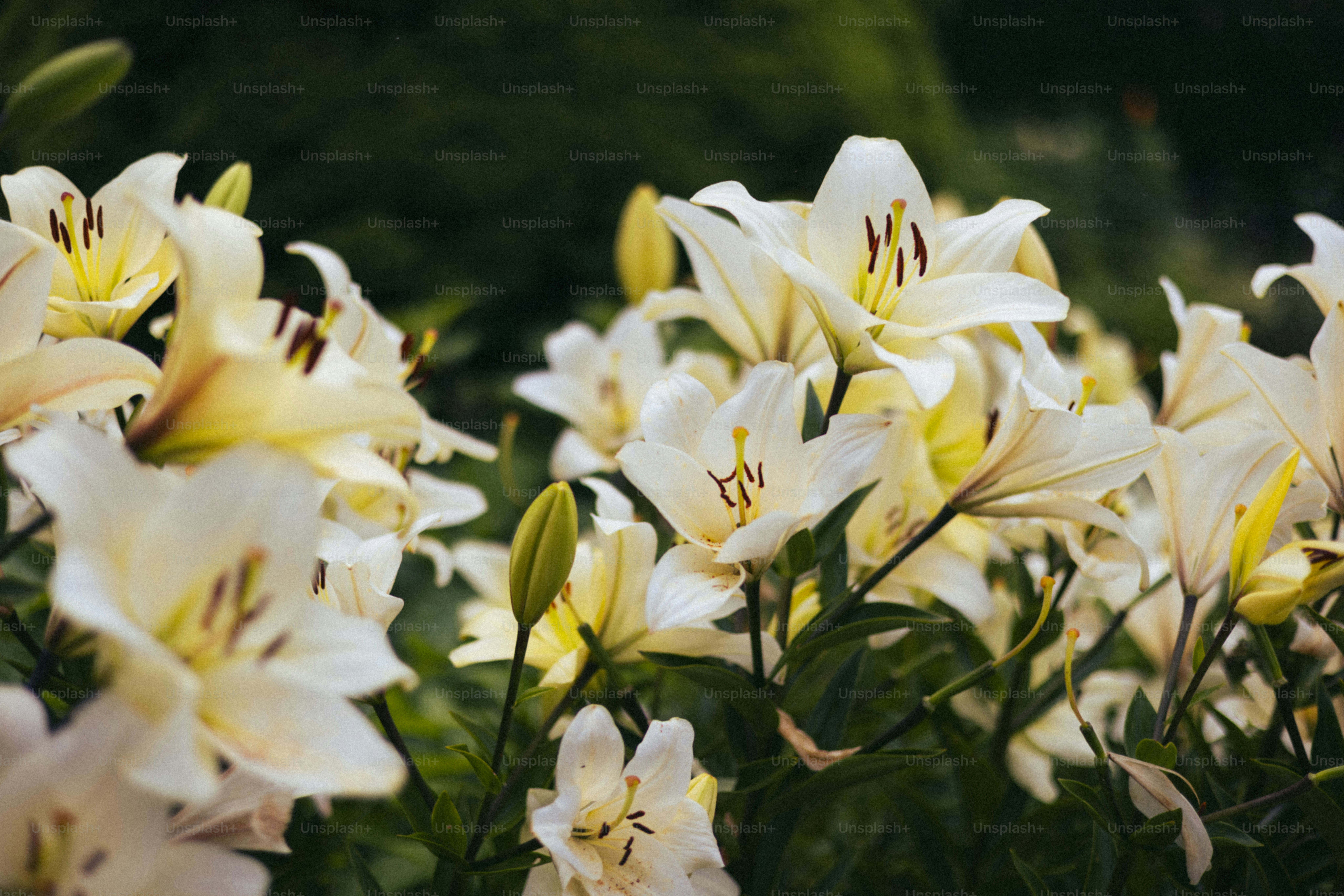 I gigli bianchi sbocciano magnificamente in giardino
