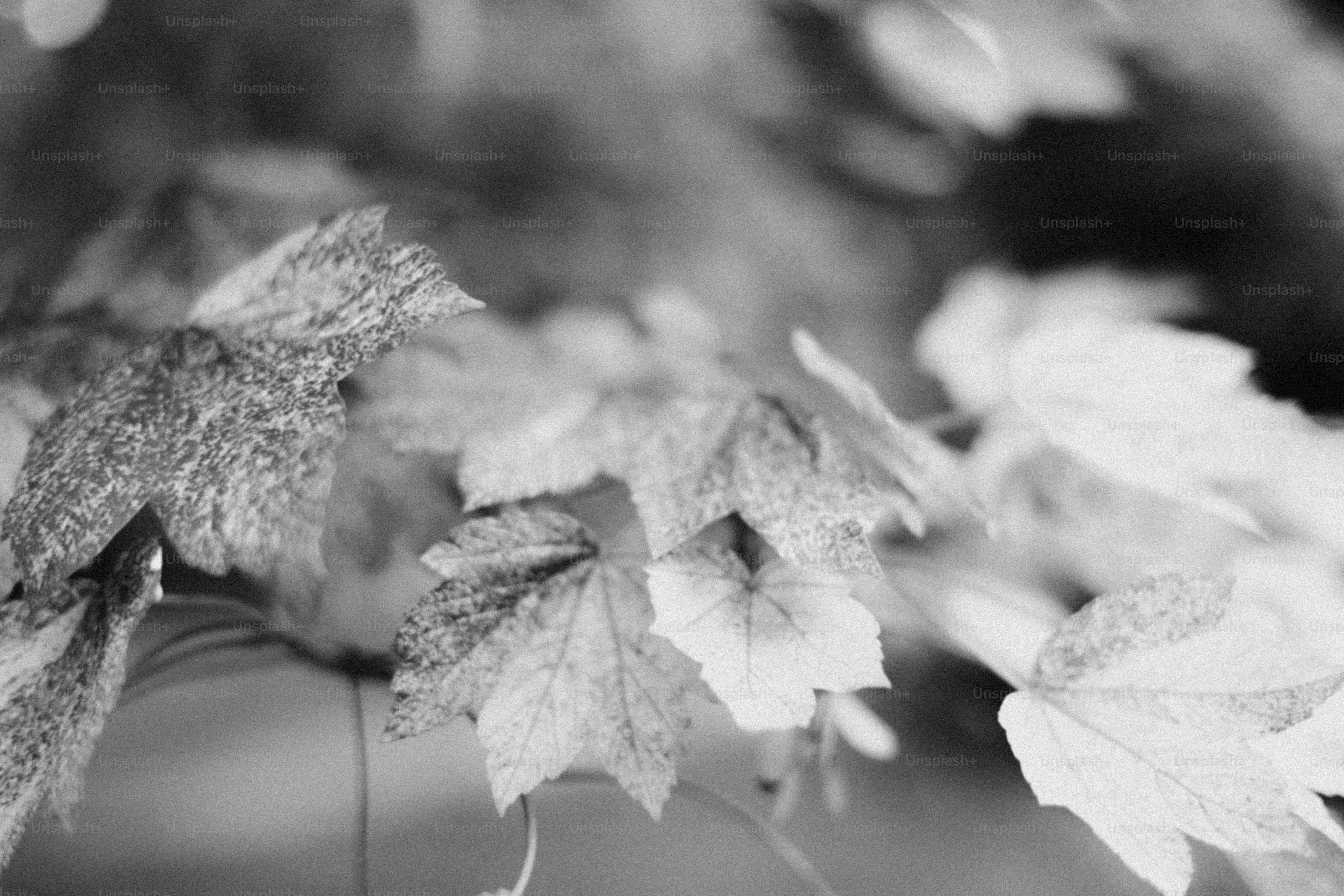Le foglie sono il fulcro di questa immagine monocromatica.