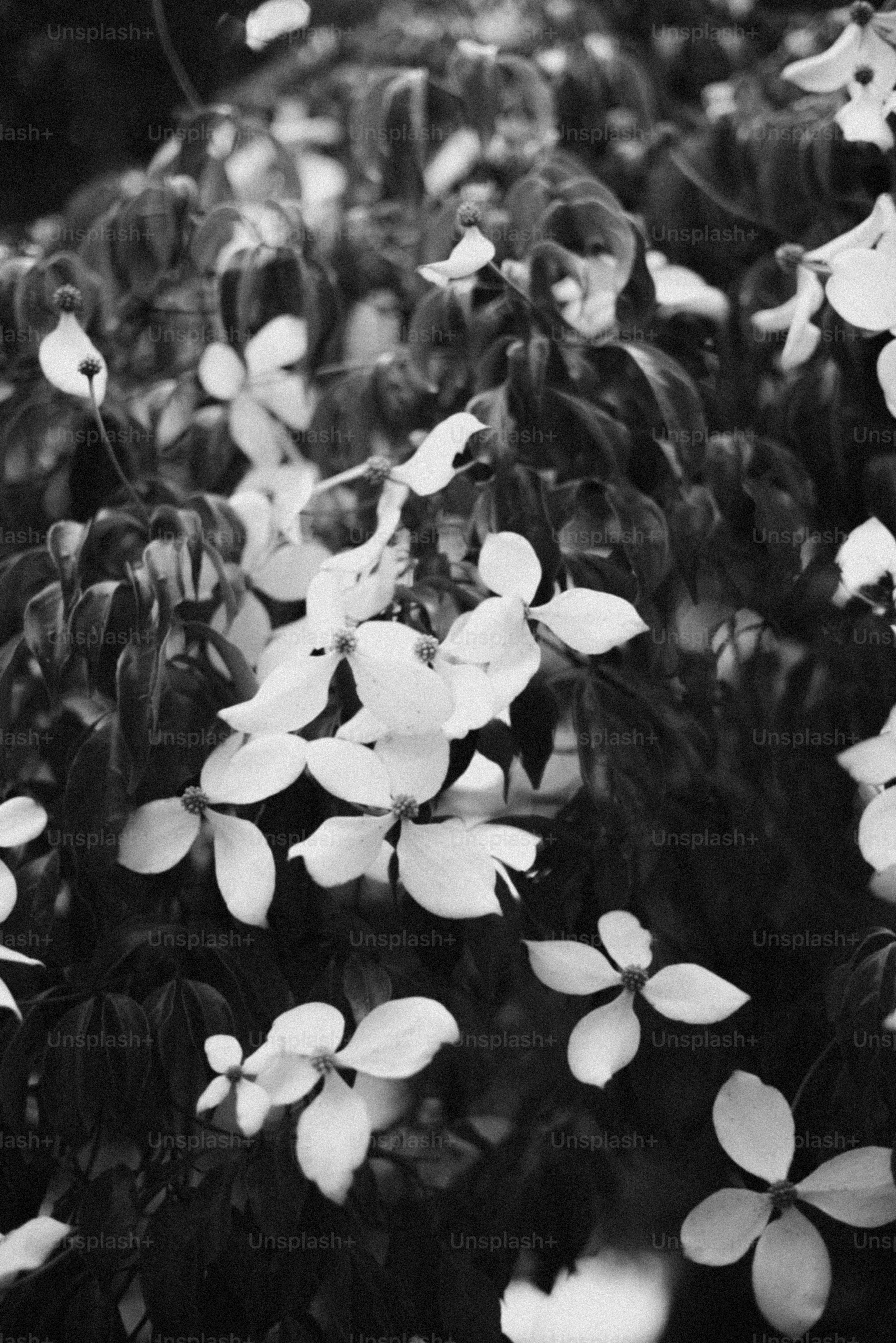 I fiori bianchi sbocciano tra le foglie scure.