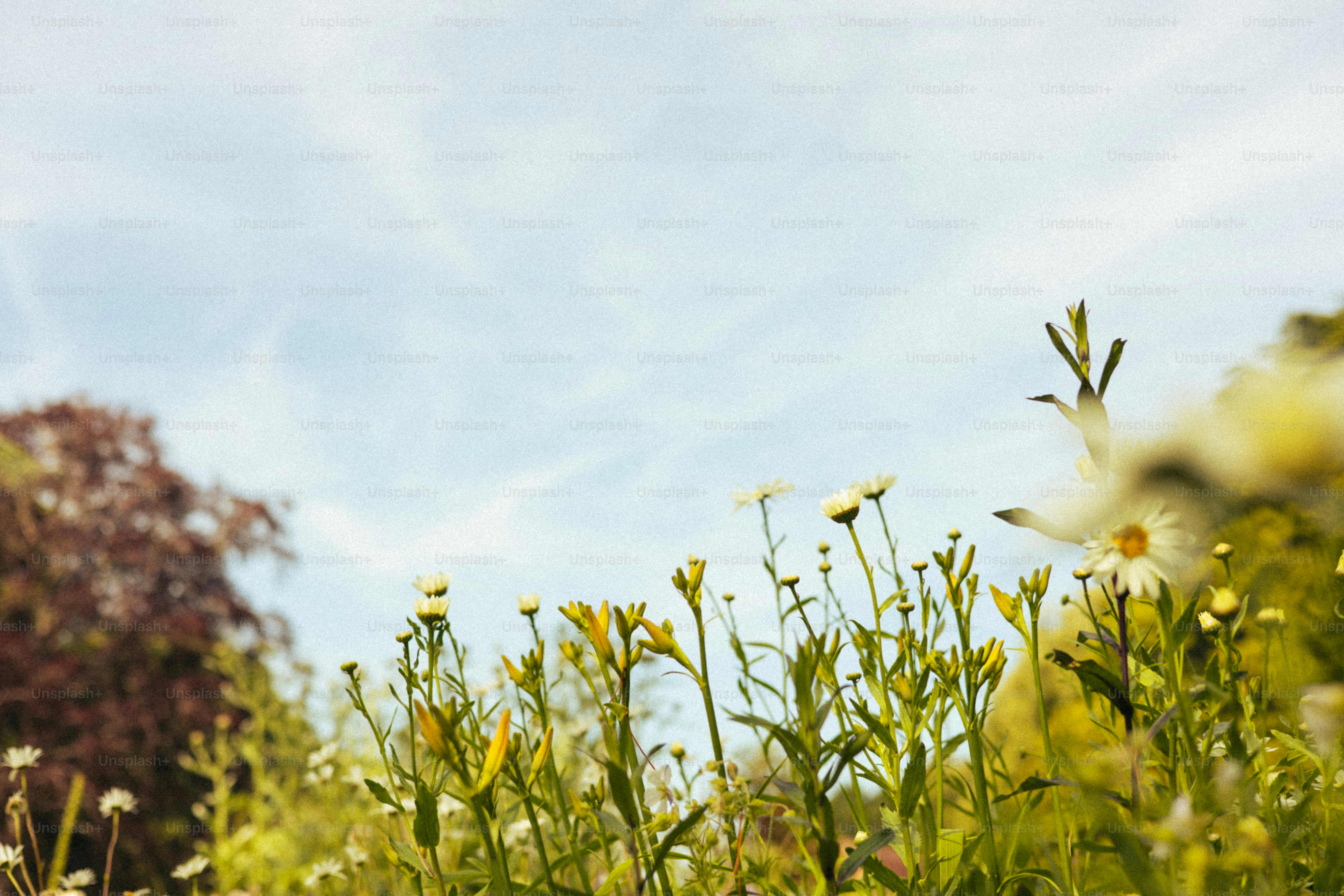 Flowers and greenery bloom under a bright sky.