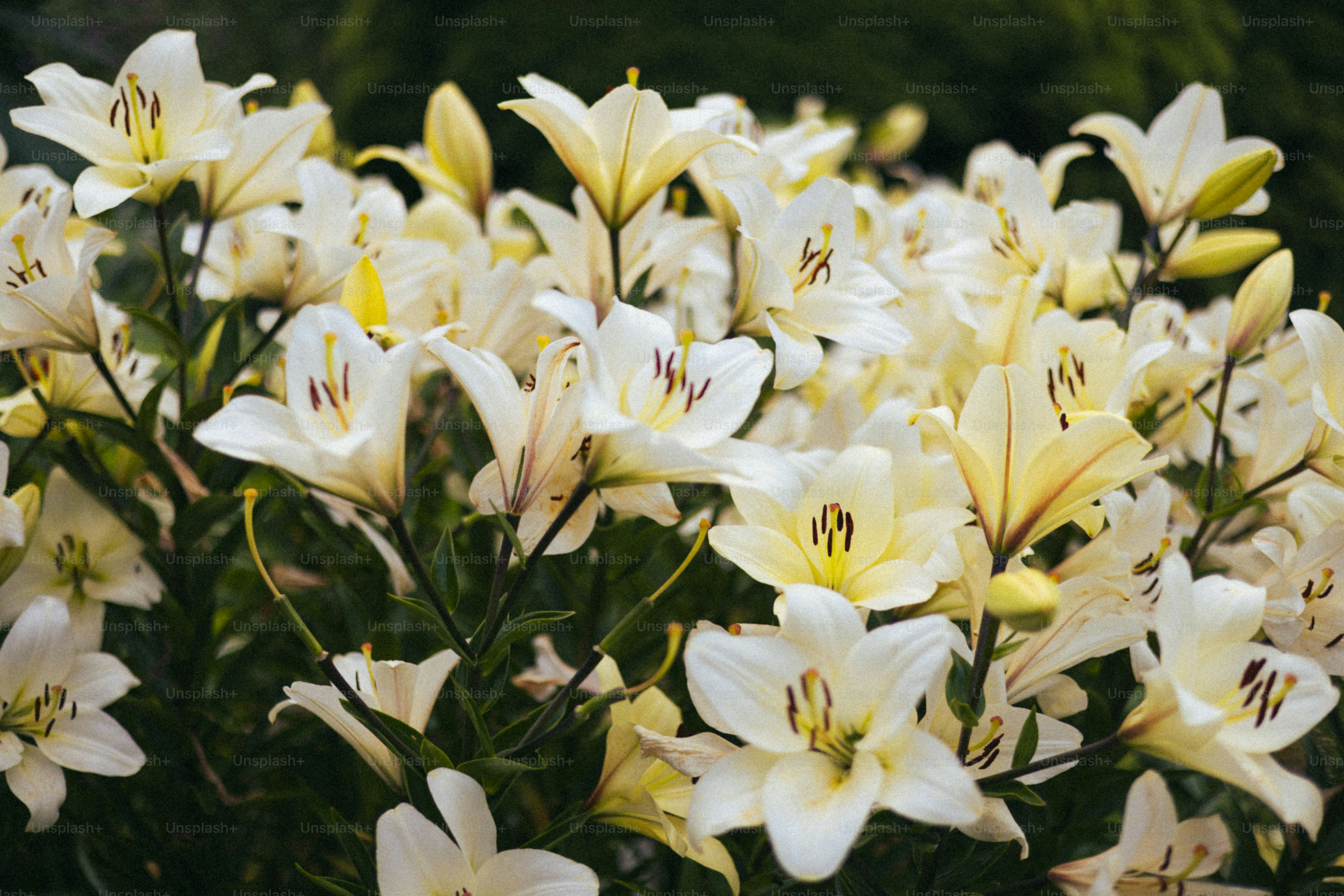 I gigli bianchi fioriscono magnificamente in un giardino.