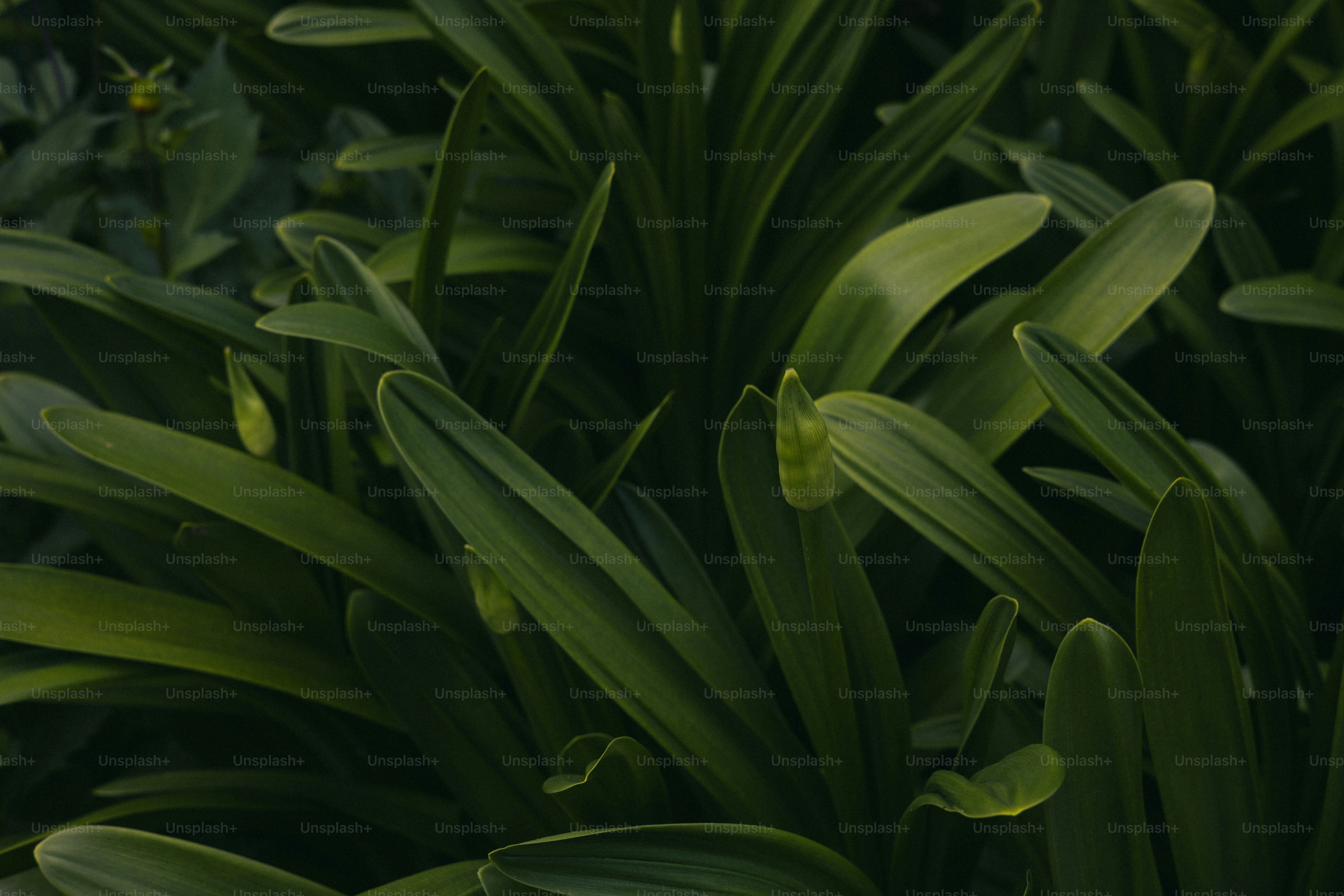 Lush, dark green leaves fill the frame.