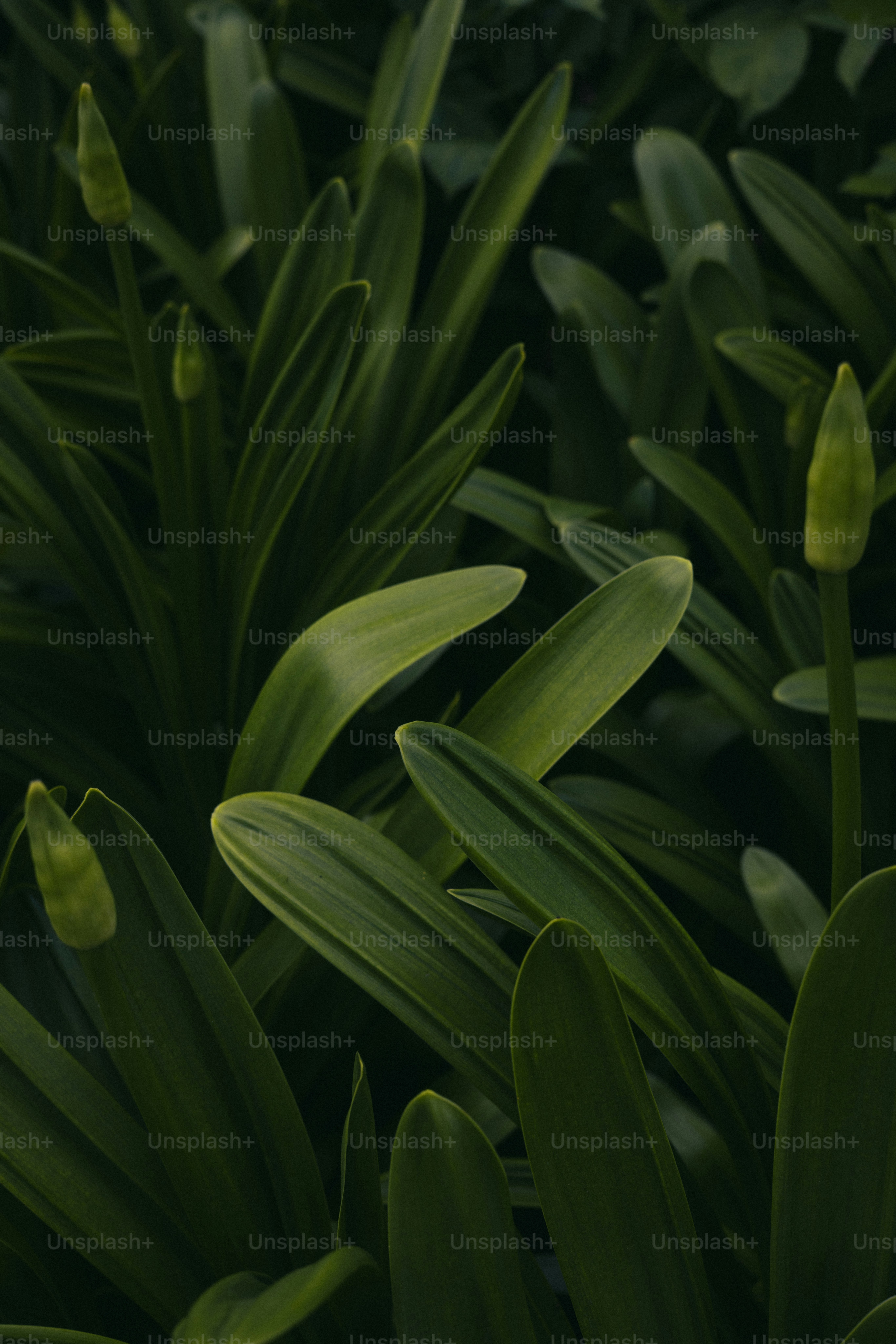 Dark green leaves of a lush plant are visible.
