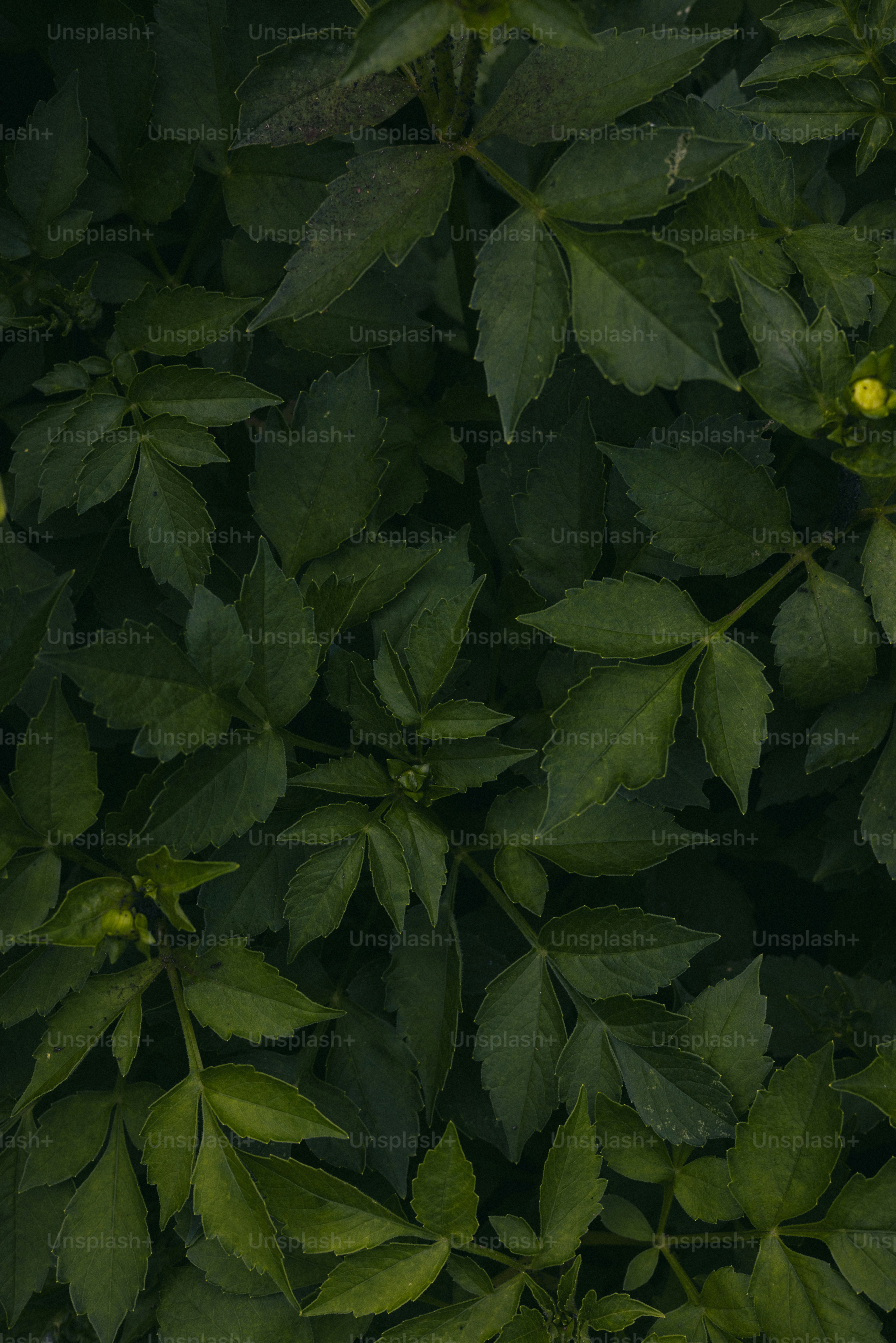 Il fogliame verde riempie l'inquadratura con sfumature variabili.