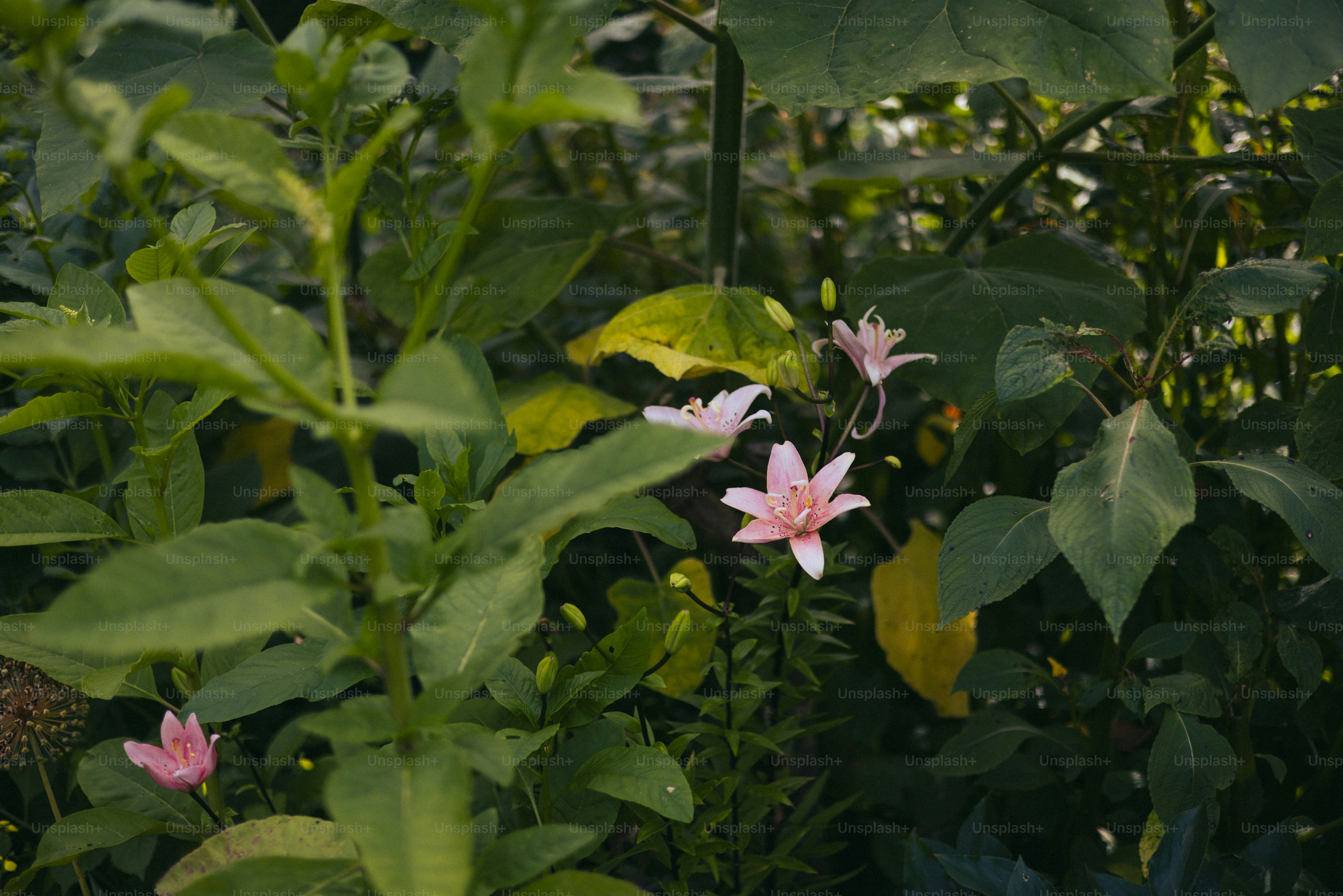 Rosa Lilien blühen inmitten von saftig grünem Laub.