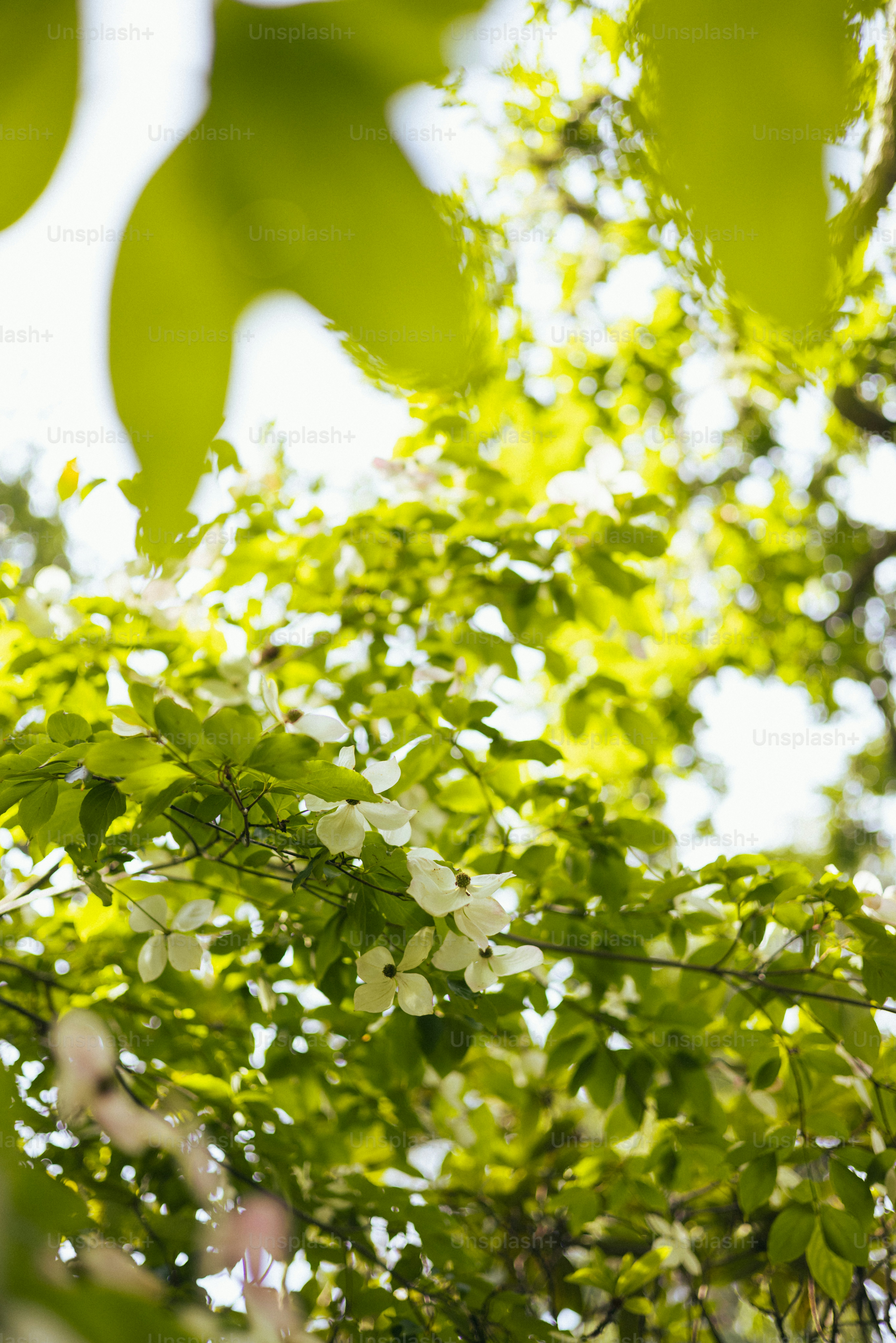I fiori bianchi sbocciano tra le foglie di un verde vibrante.