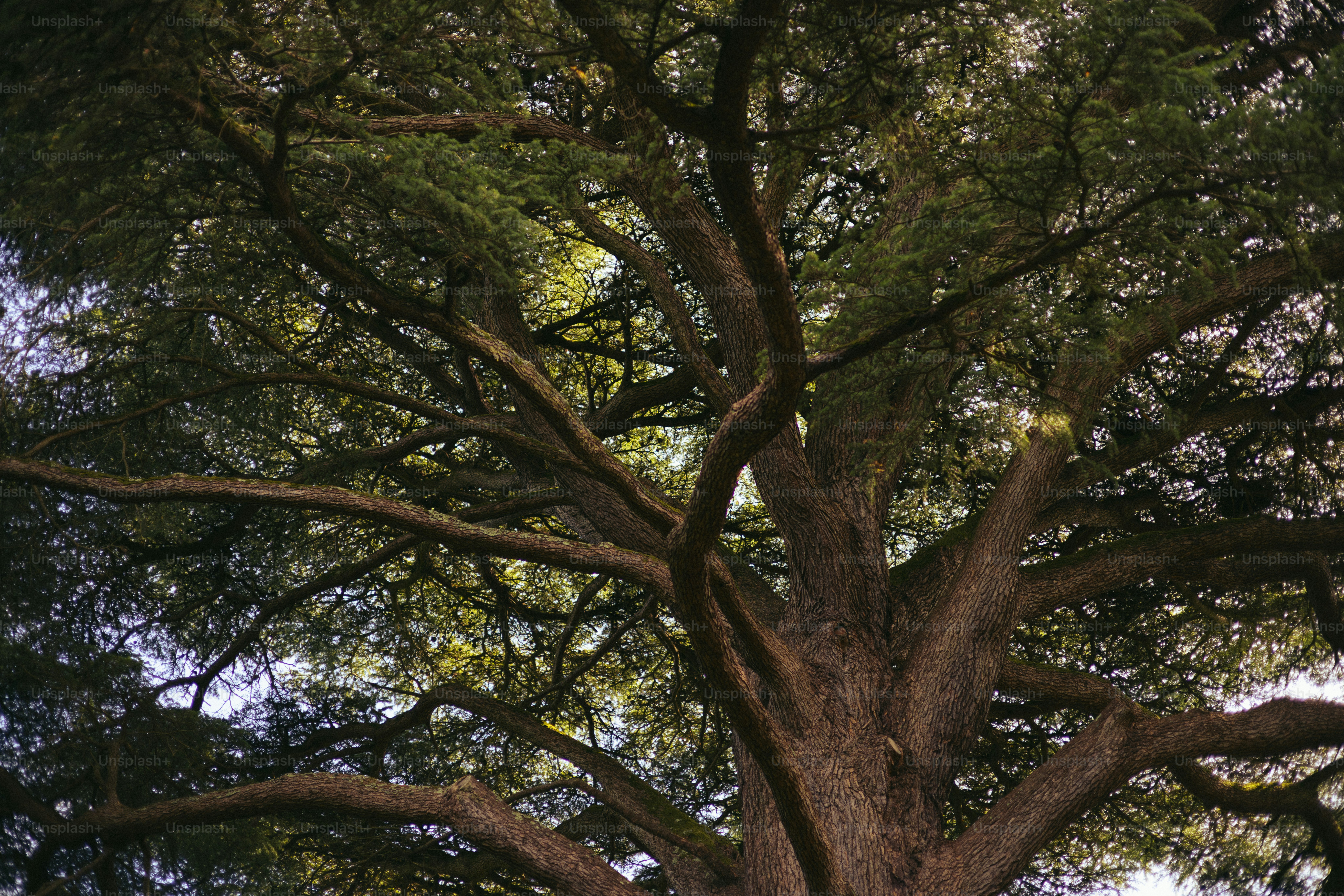 A large tree with broad branches.