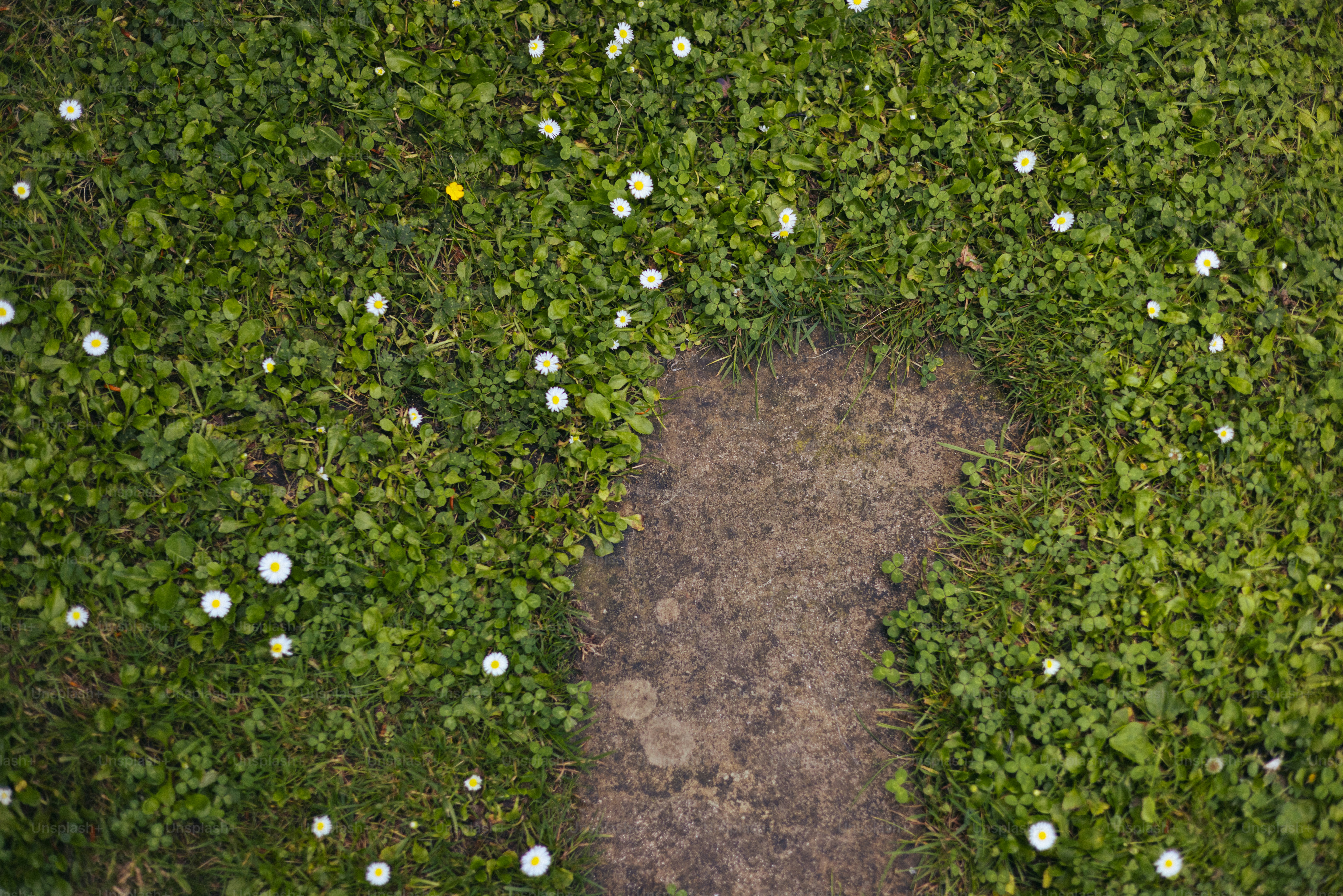 Erba verde e fiori circondano una macchia di terra.