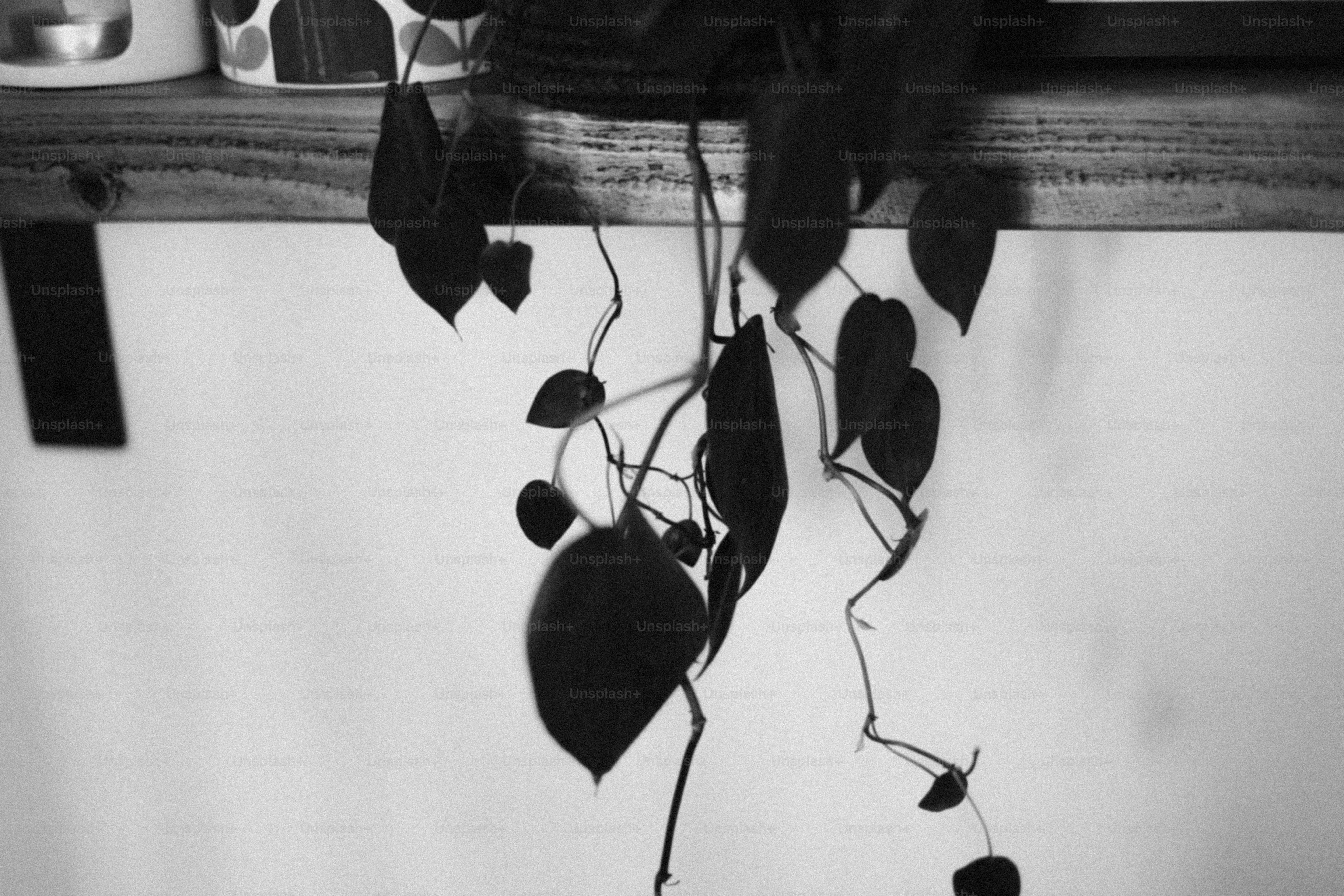 A potted plant hangs downward in monochrome.