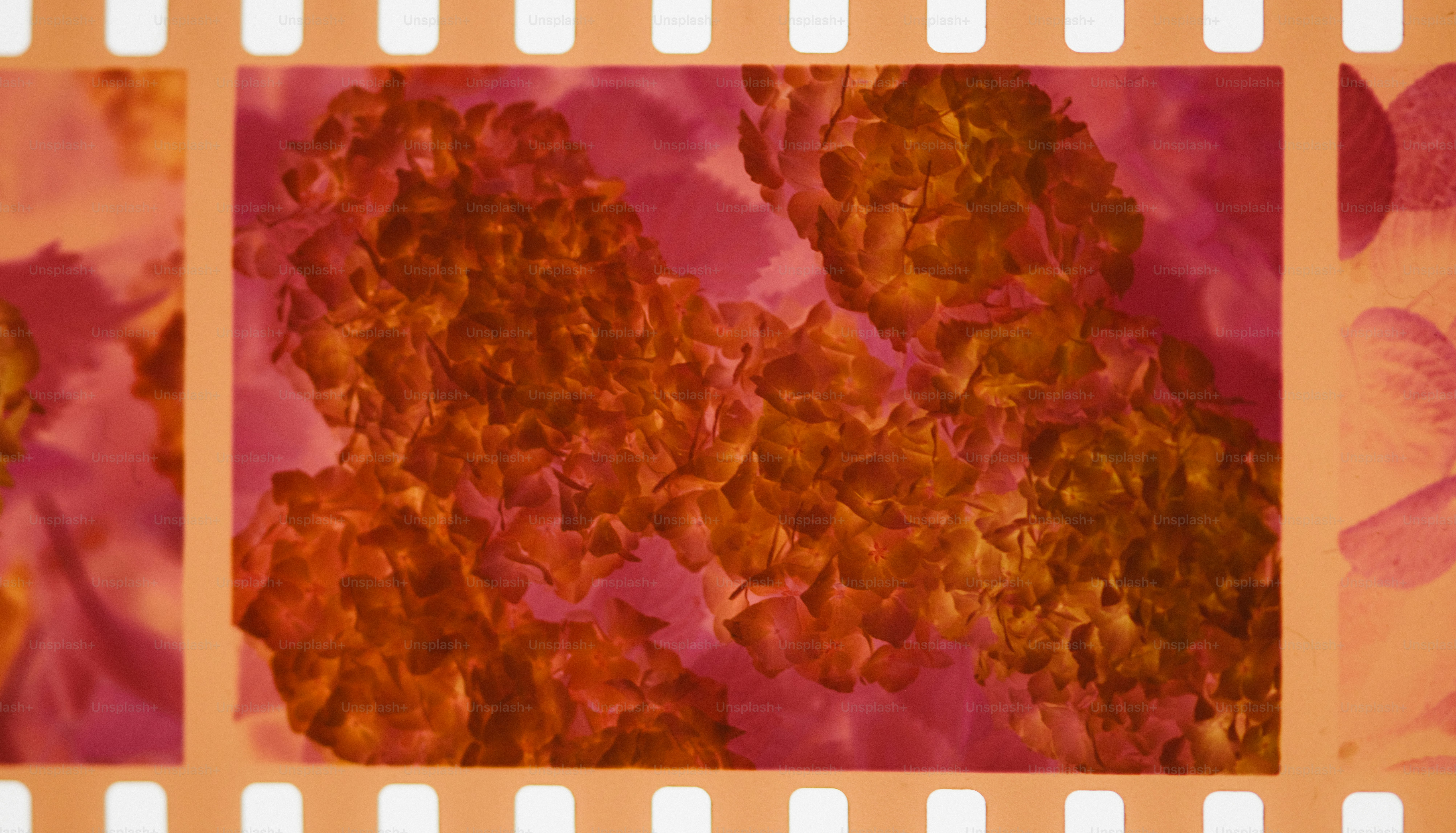 Some cells are magnified in a film strip.