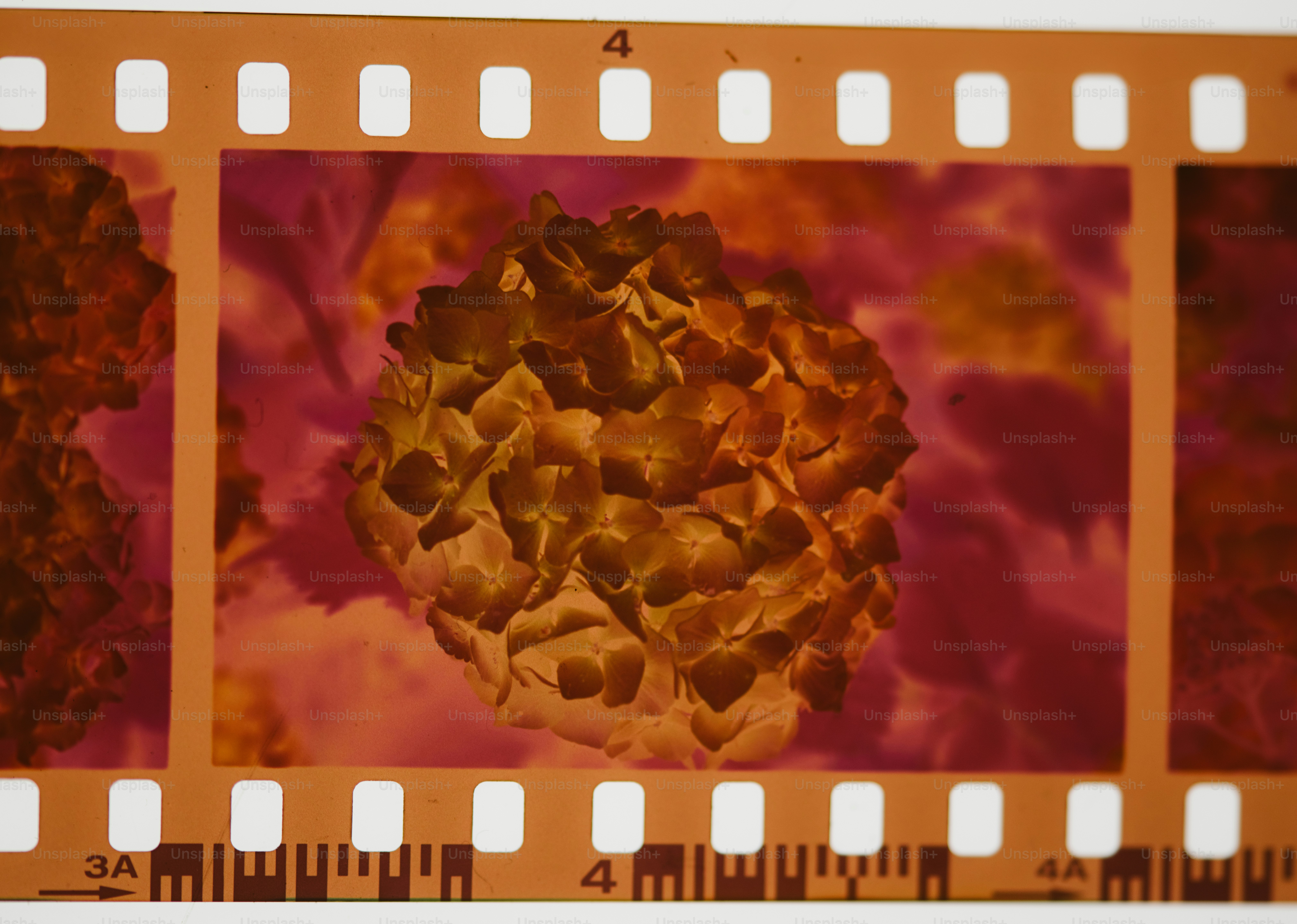 Film strip shows a floral image in negative.