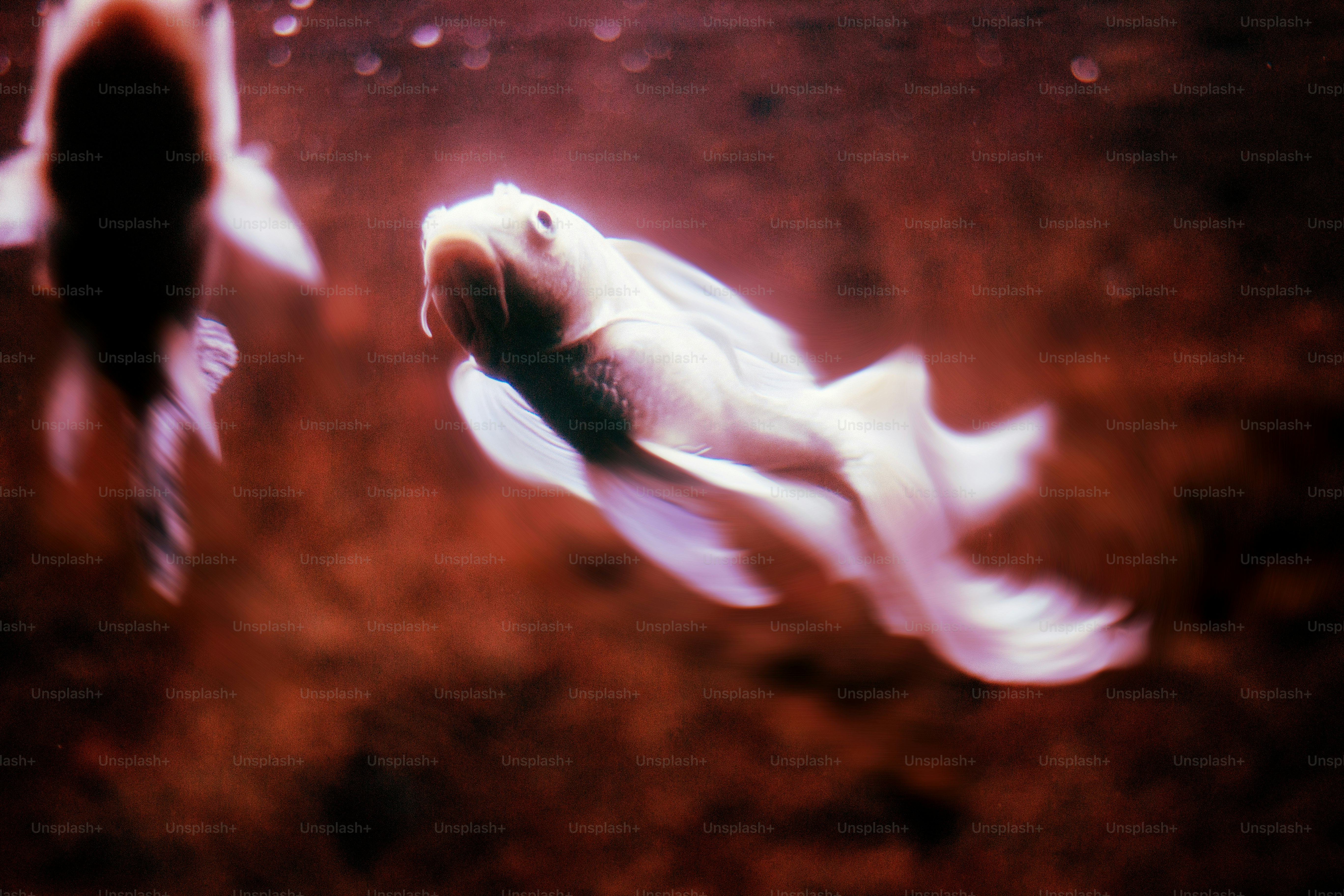 Ikan putih berenang dengan anggun di dalam air.