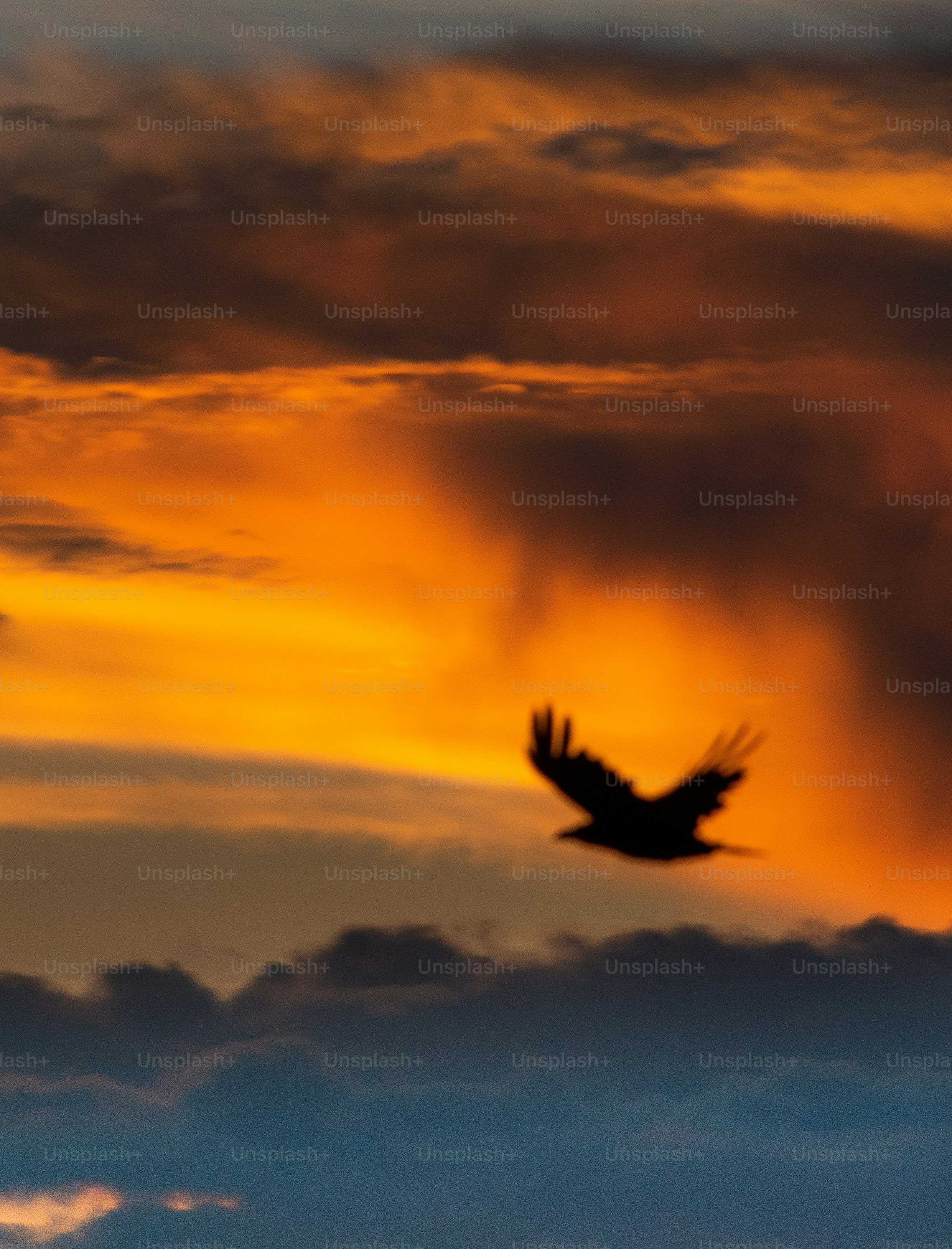 夕焼け鳥の休息 夕焼け鳥の休息
