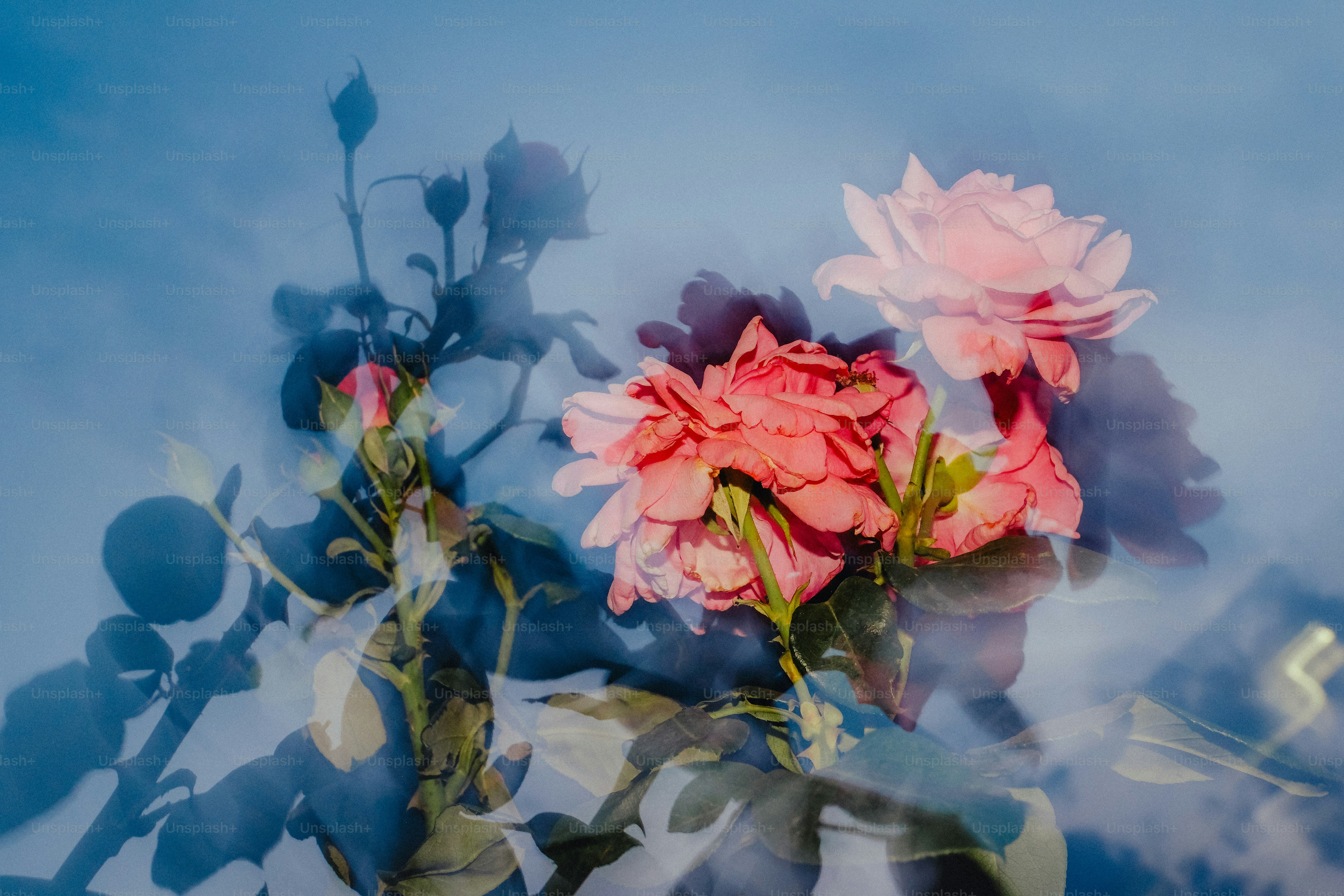 Roses bloom, blurred and serene against a blue background. photo ...