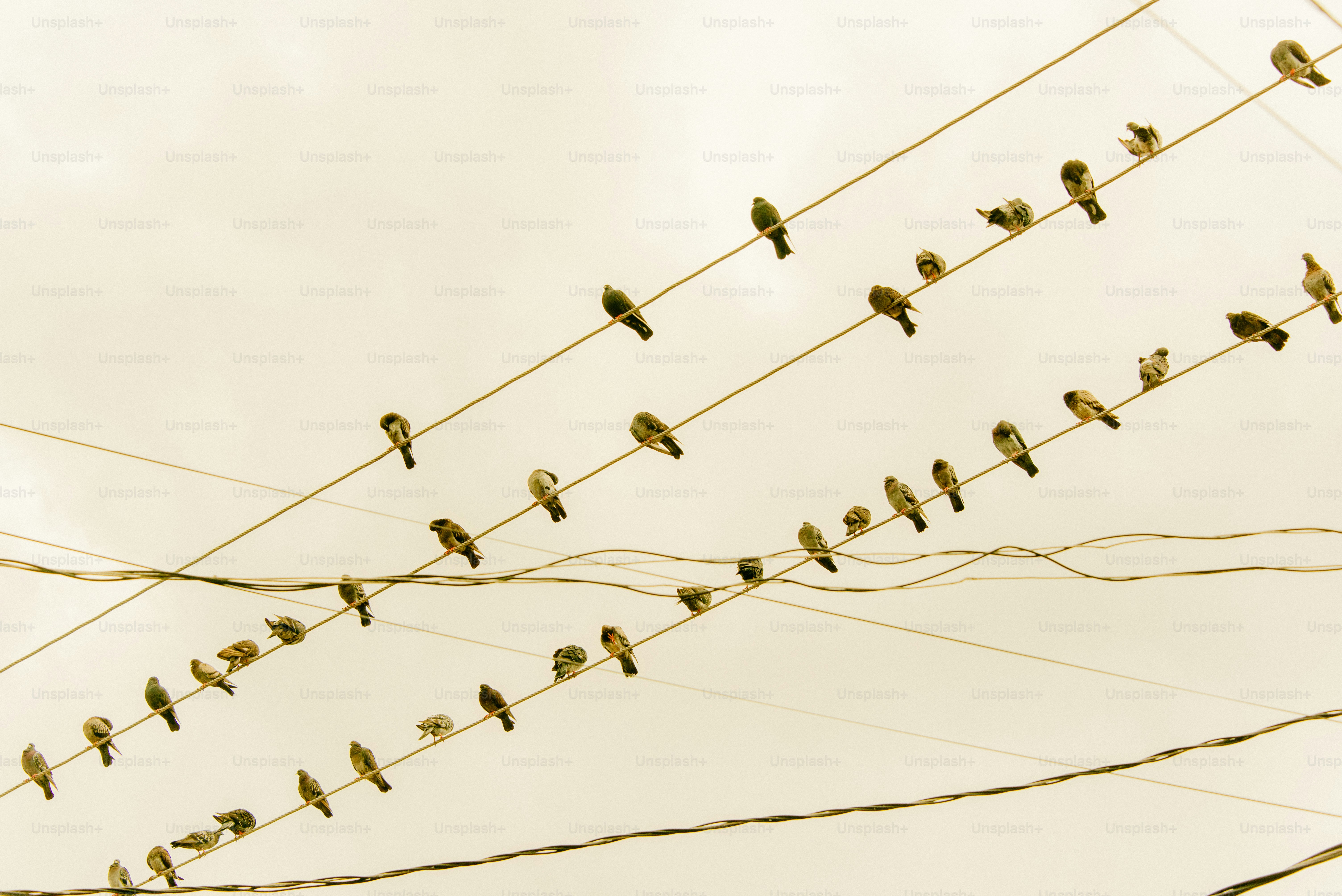 Birds perch on power lines.