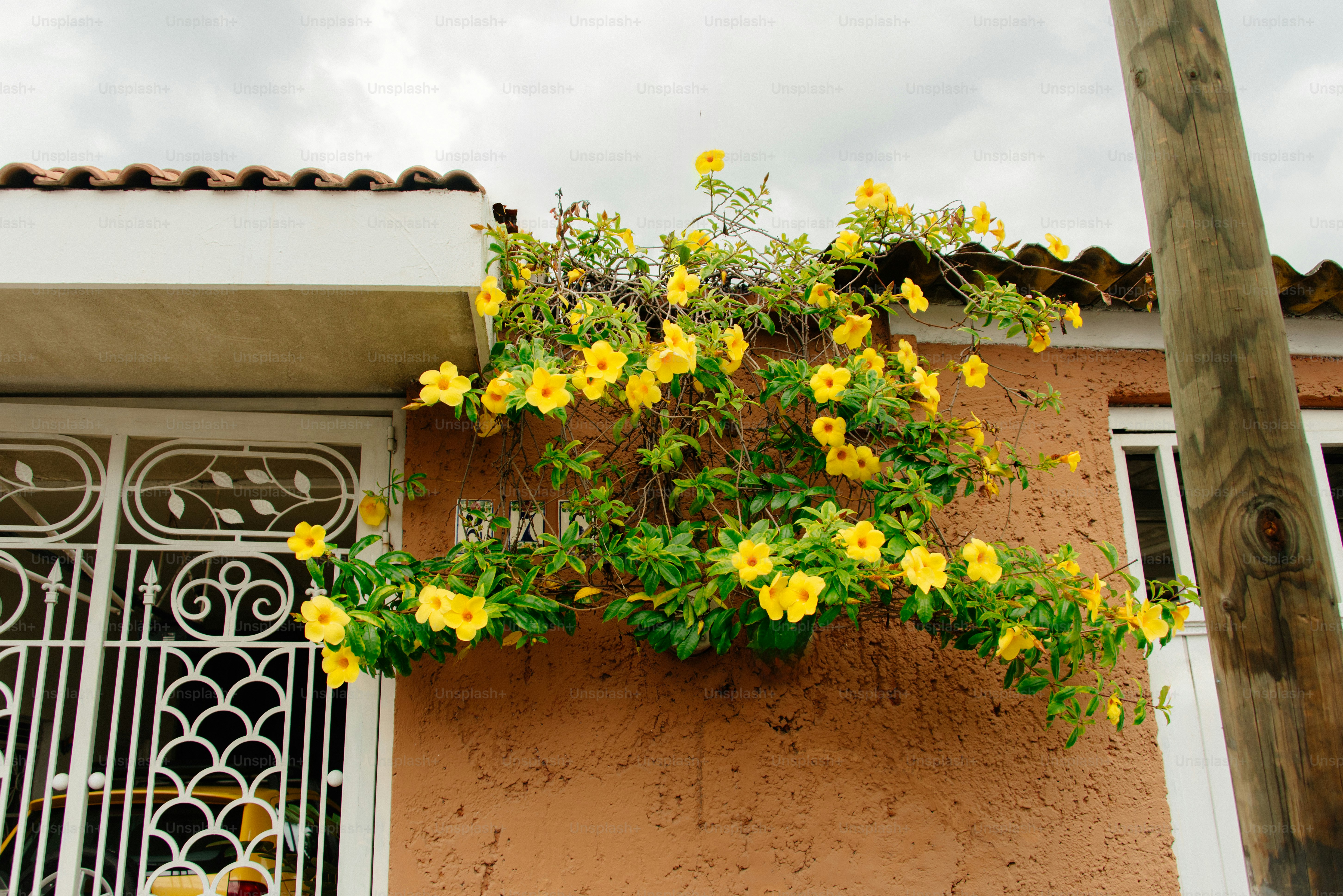 Las flores amarillas florecen sobre la fachada de un edificio. foto ...