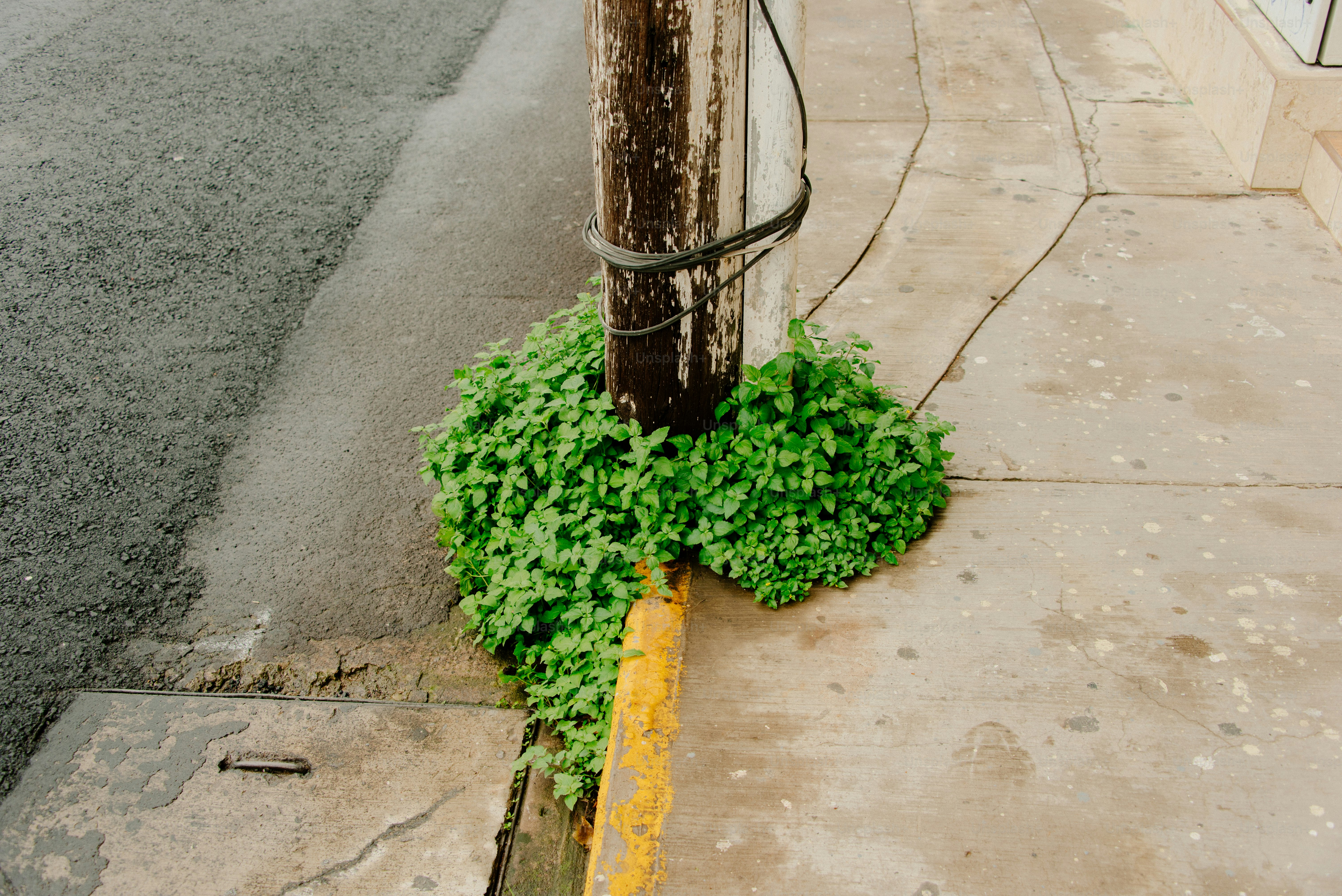 Las plantas verdes rodean un poste desgastado en la acera.