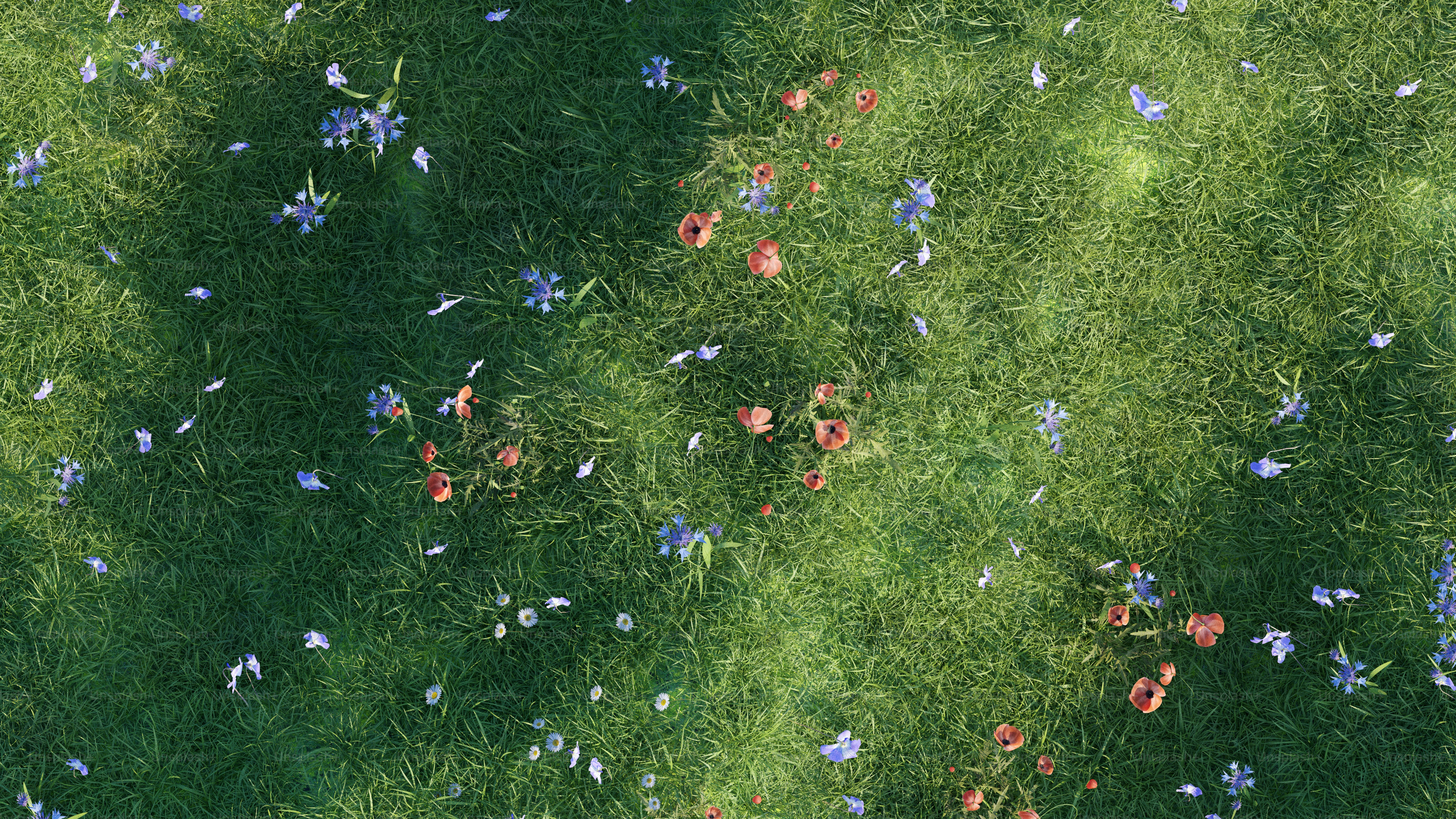 Green grass with scattered flowers and shade. photo – Grass Image on ...