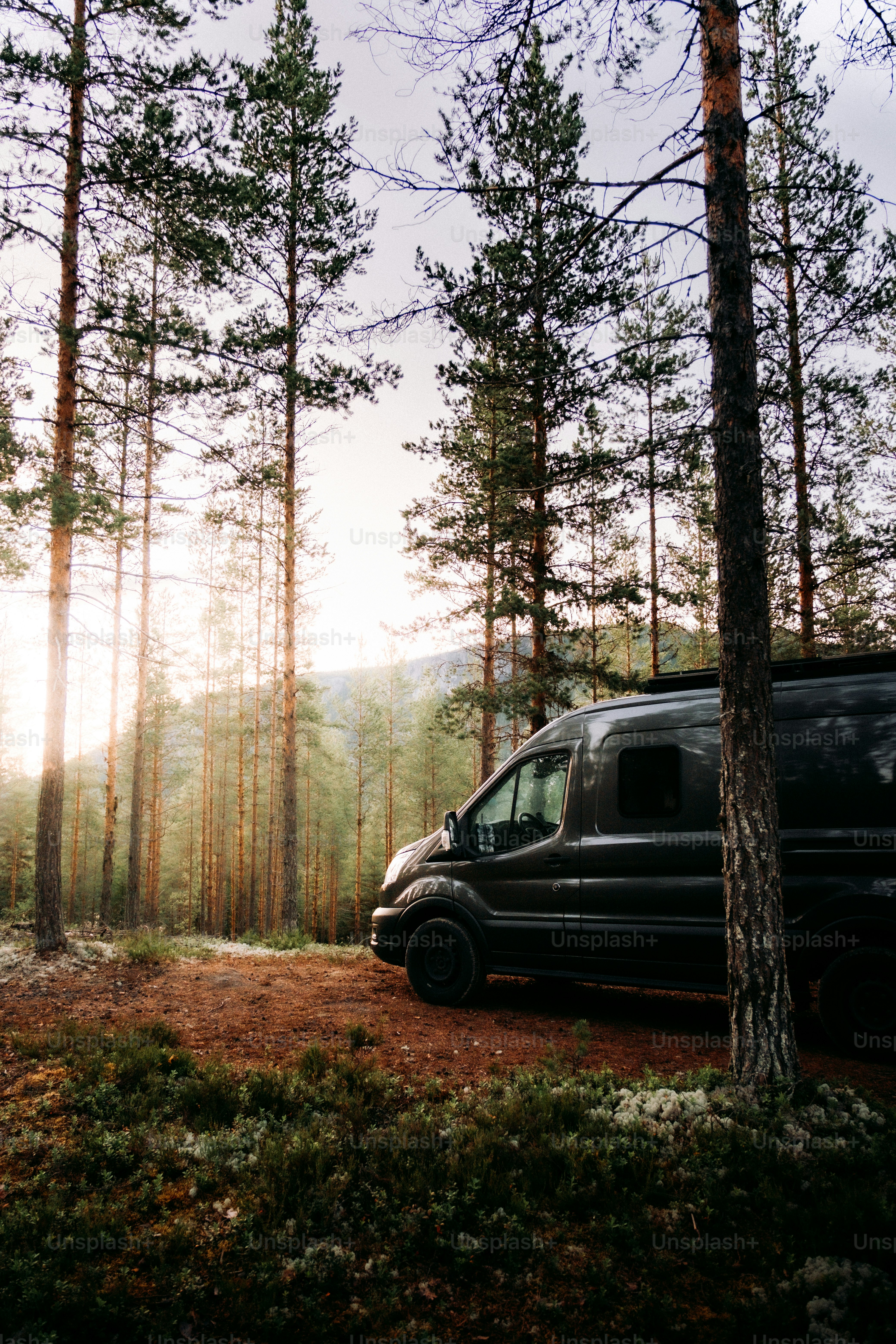 A van parked amidst tall trees in the forest