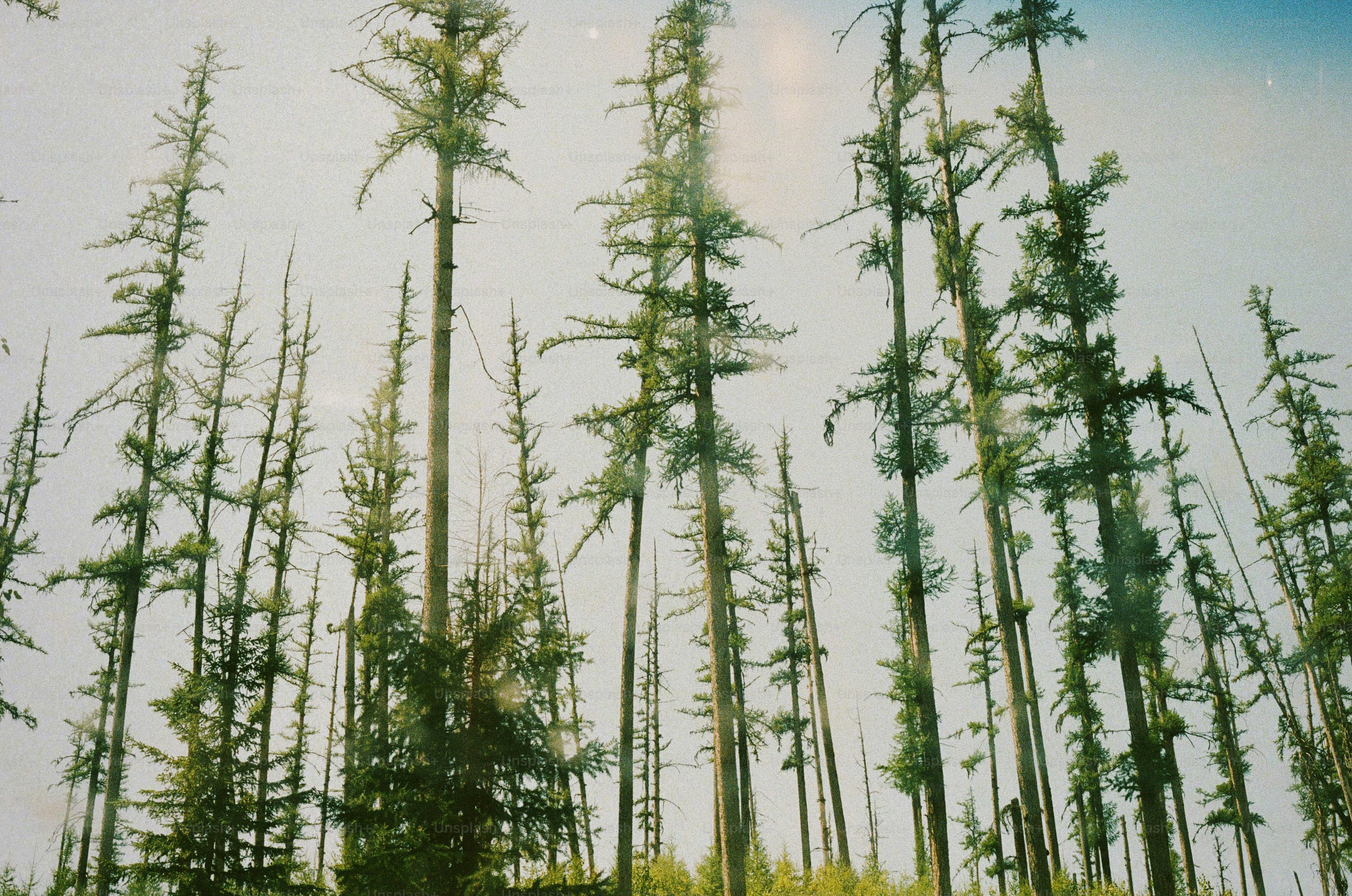 Tall trees reach toward the sky in a forest.