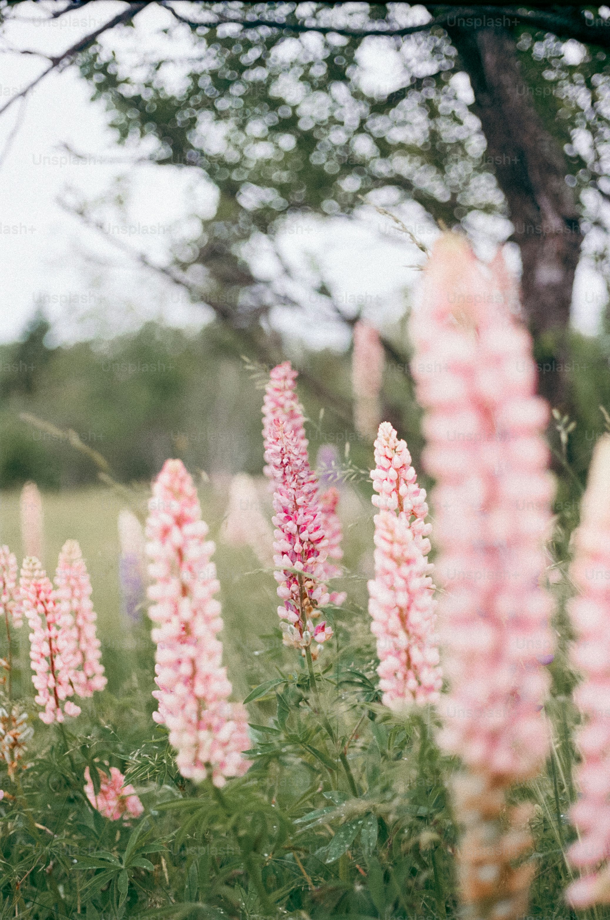 Pink lupine flowers bloom in a grassy field
