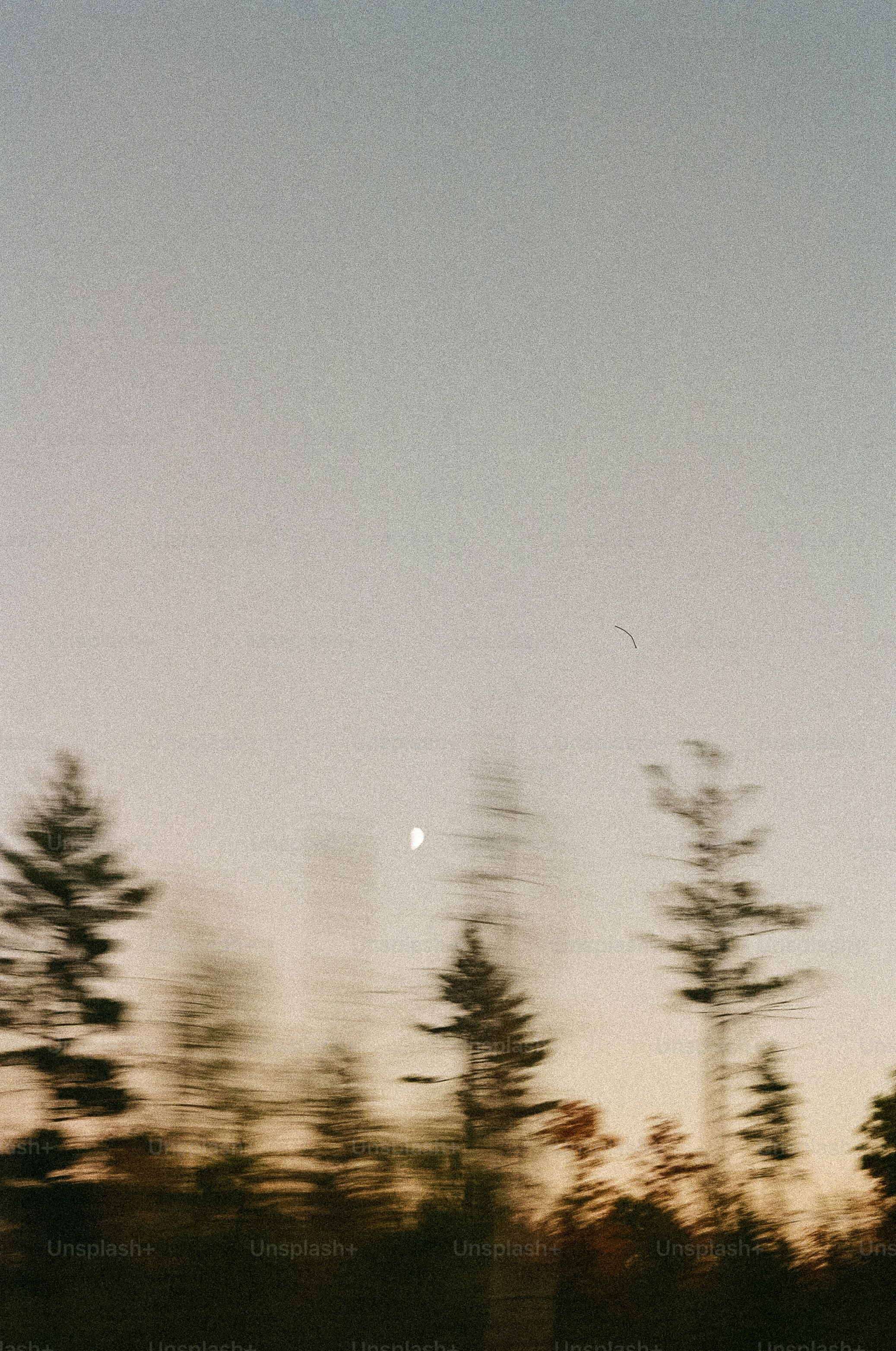 Blurred trees and the moon in the dusk sky.