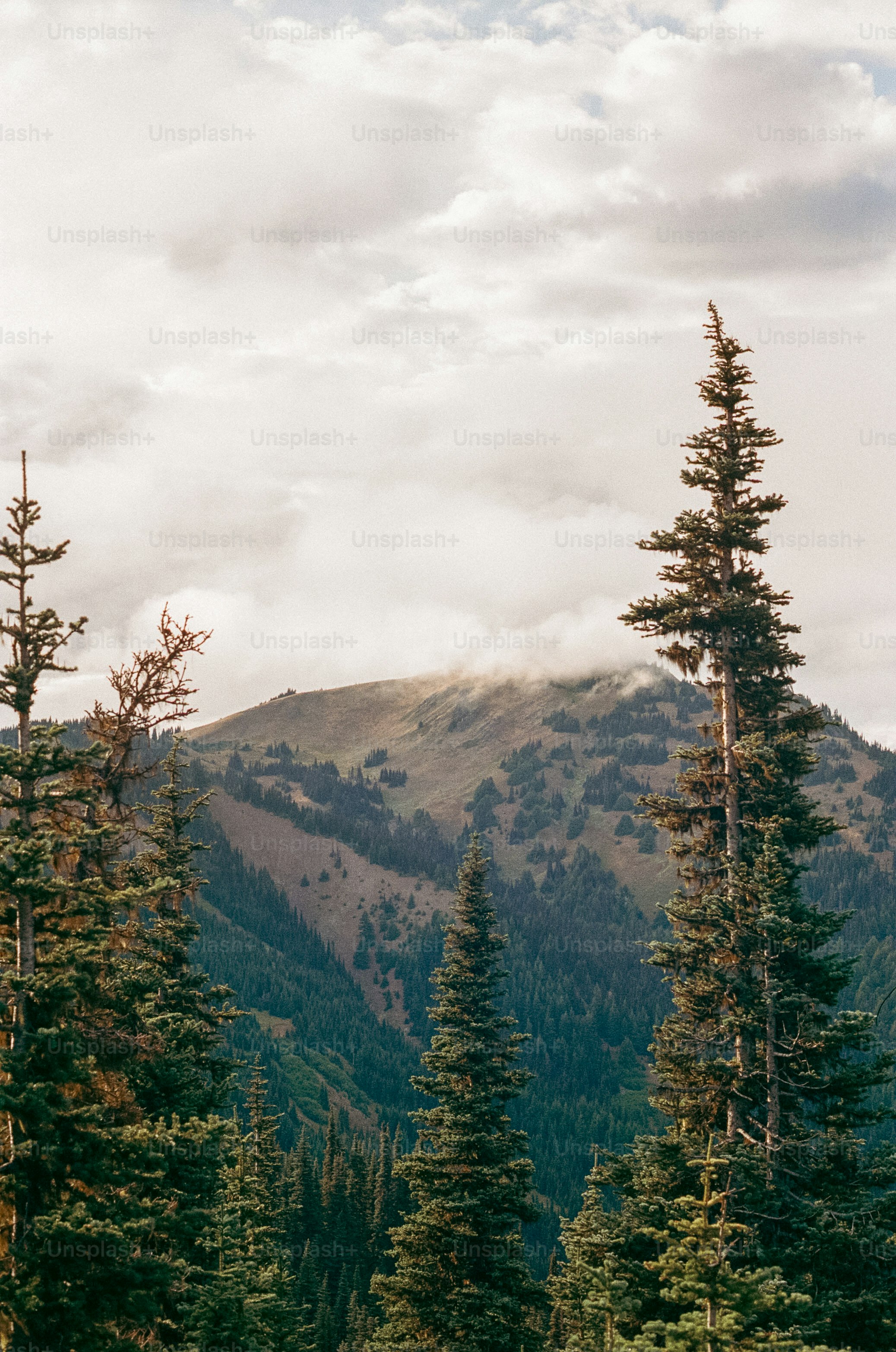 Pine trees stand before a cloudy mountain