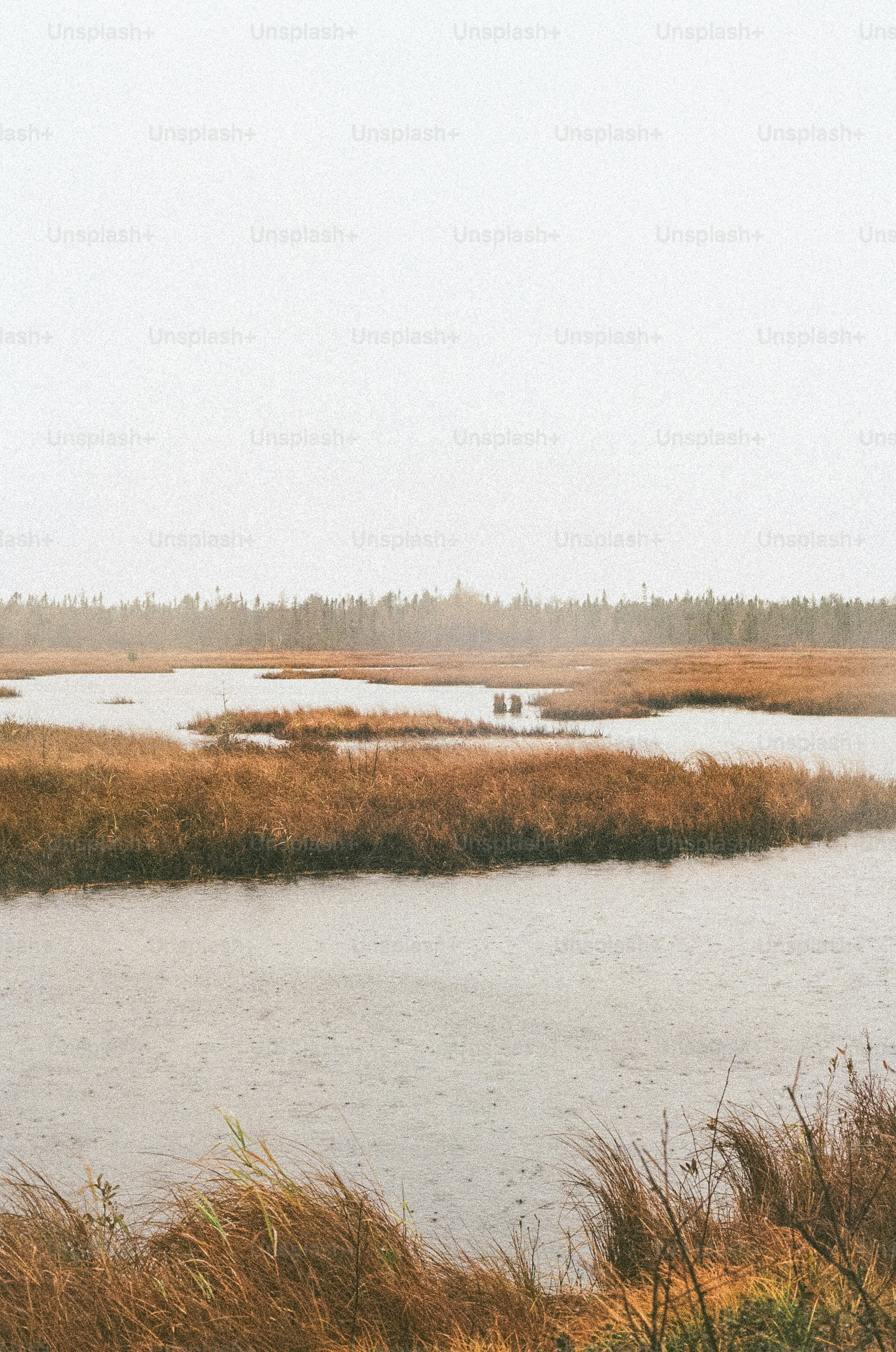 A calm, beautiful marsh under a gray sky
