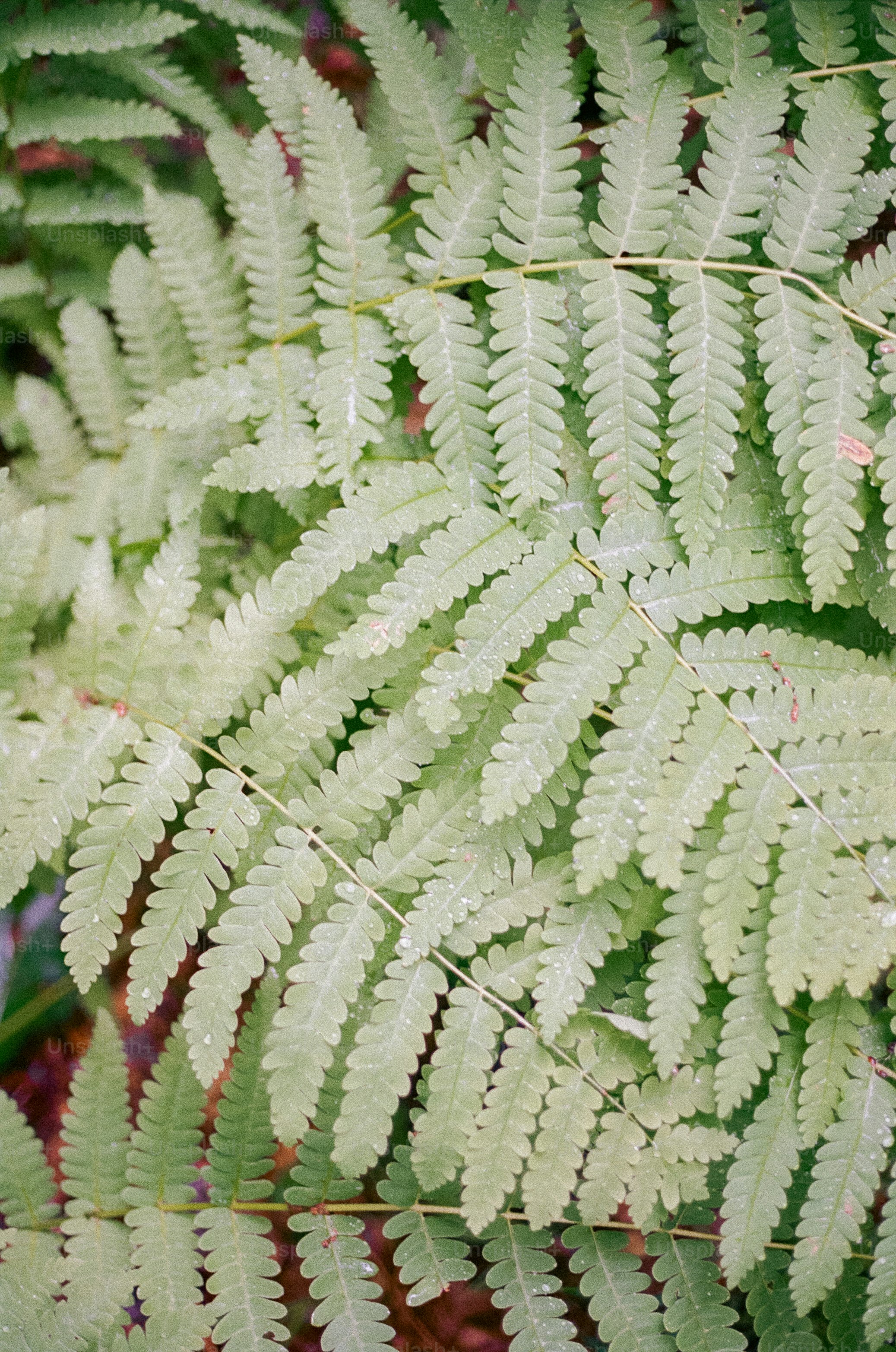 Fern leaves fill the image.