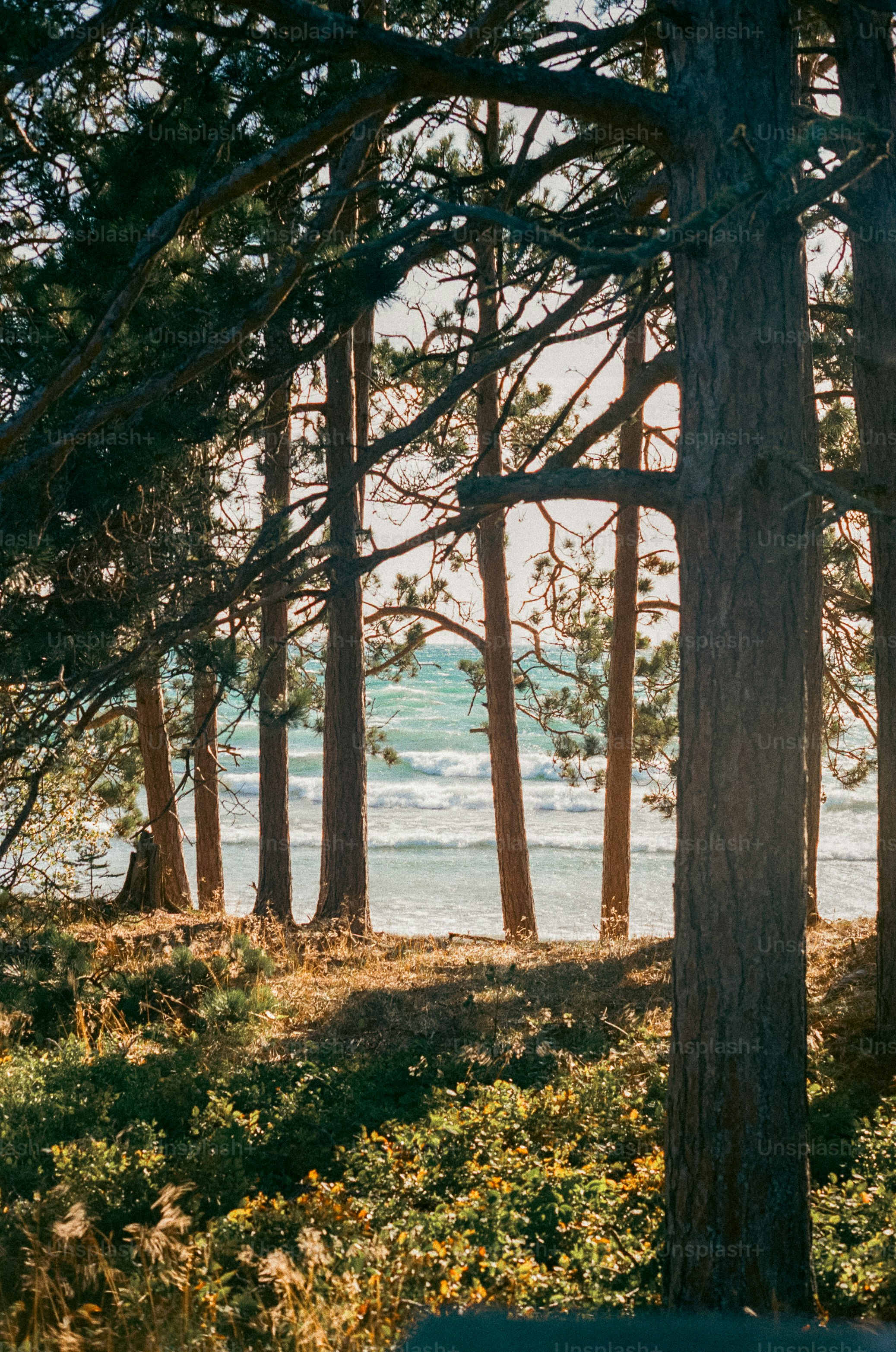 Trees frame a beautiful view of the ocean.