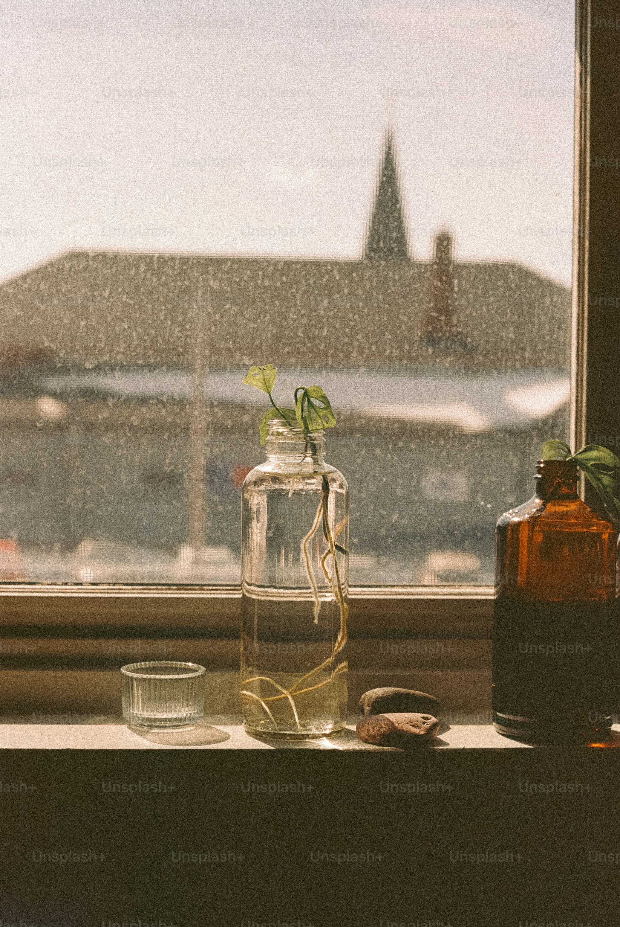 Plants sit in bottles on a window sill.