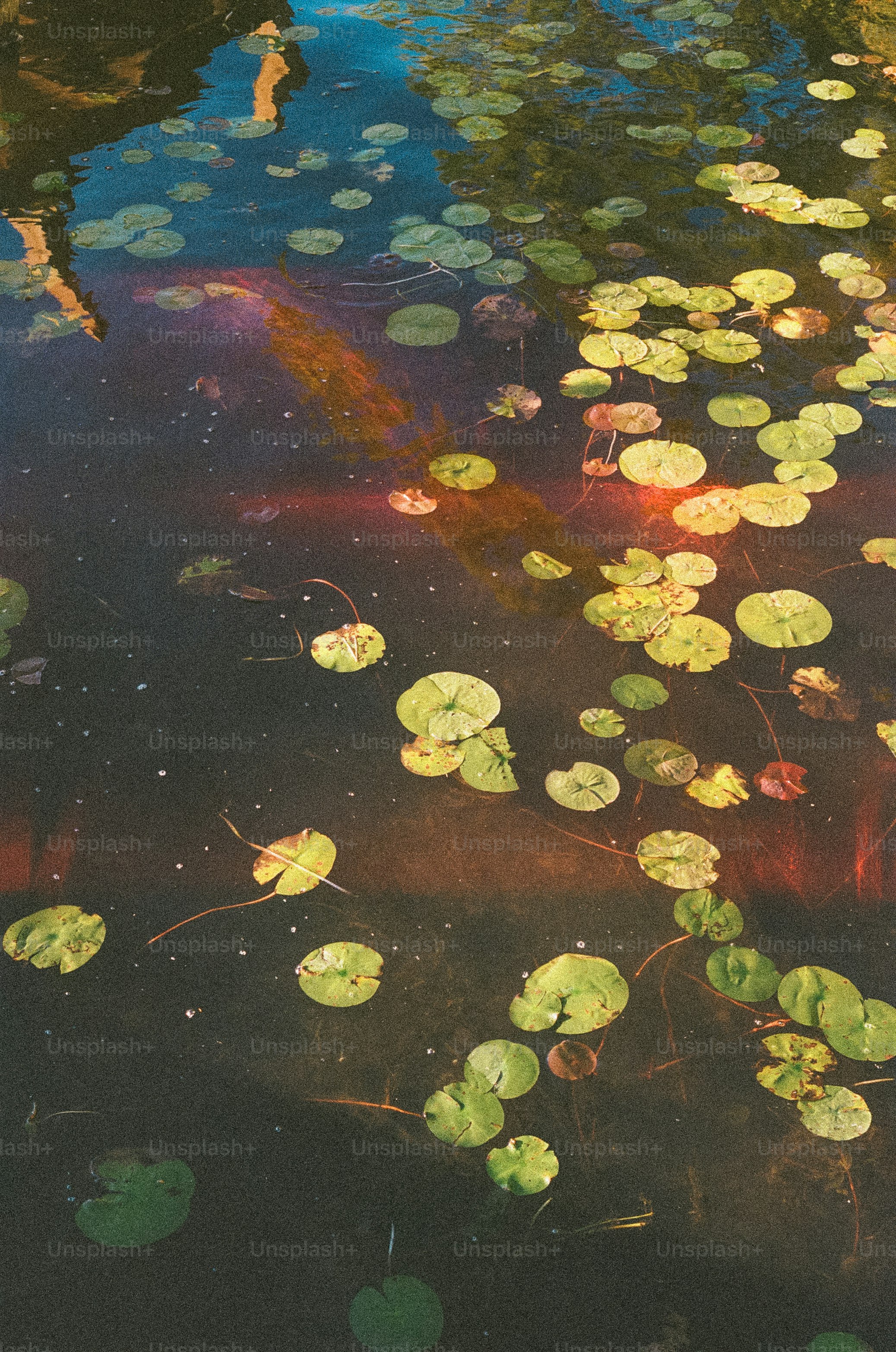 Water lilies float atop a reflective pond.