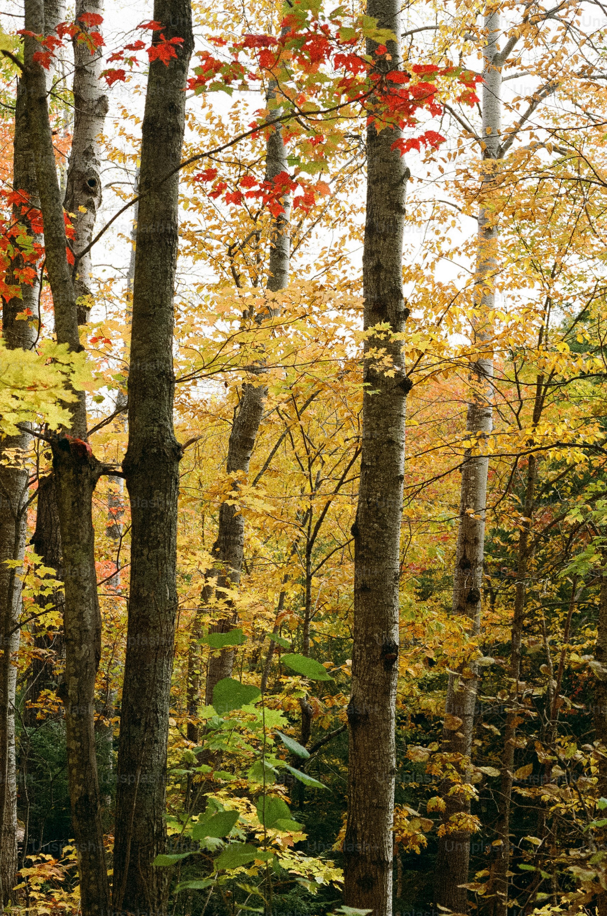 Autumn trees display vibrant colors in a forest.