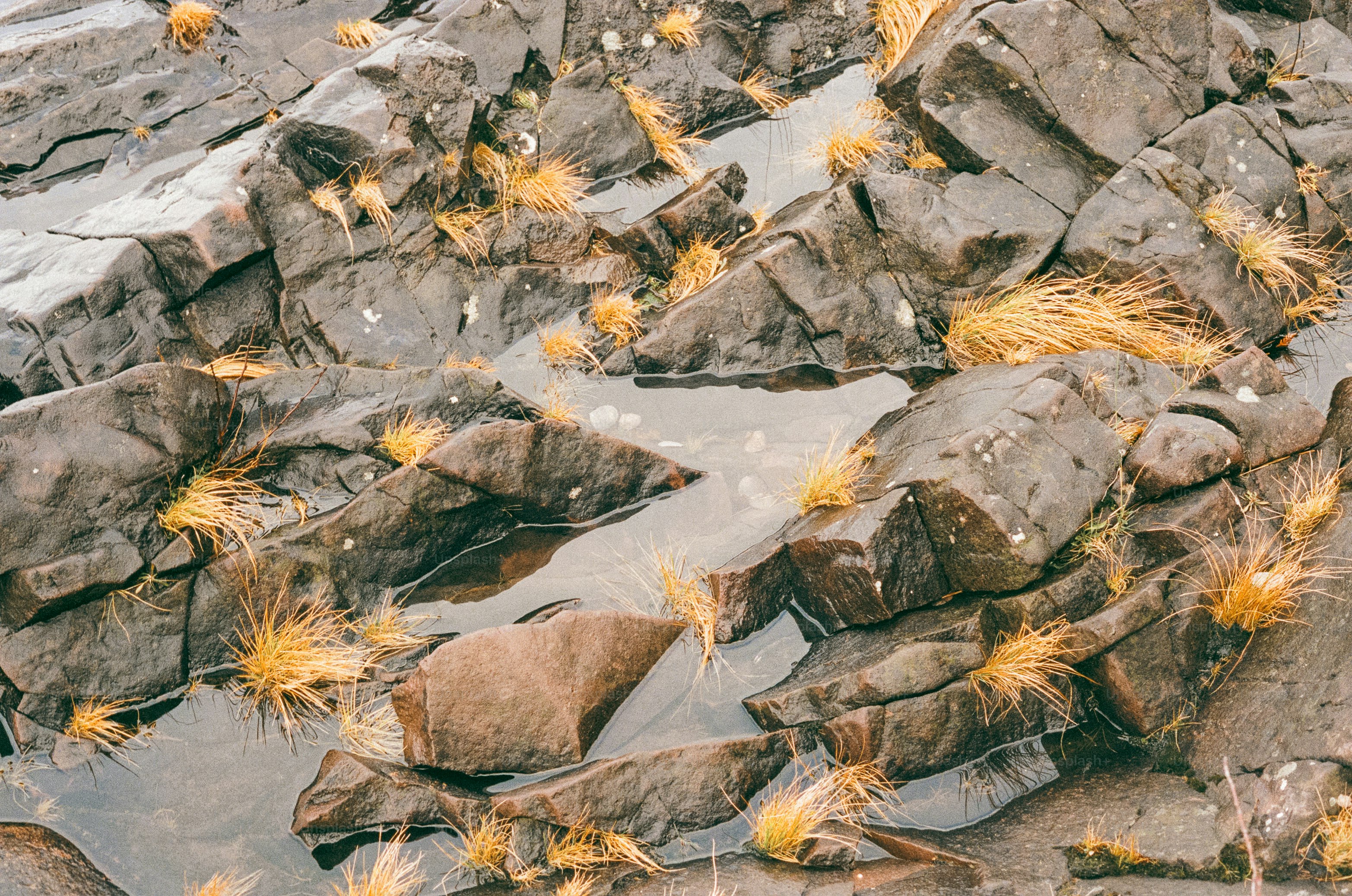 Rocky shore with water and small plants