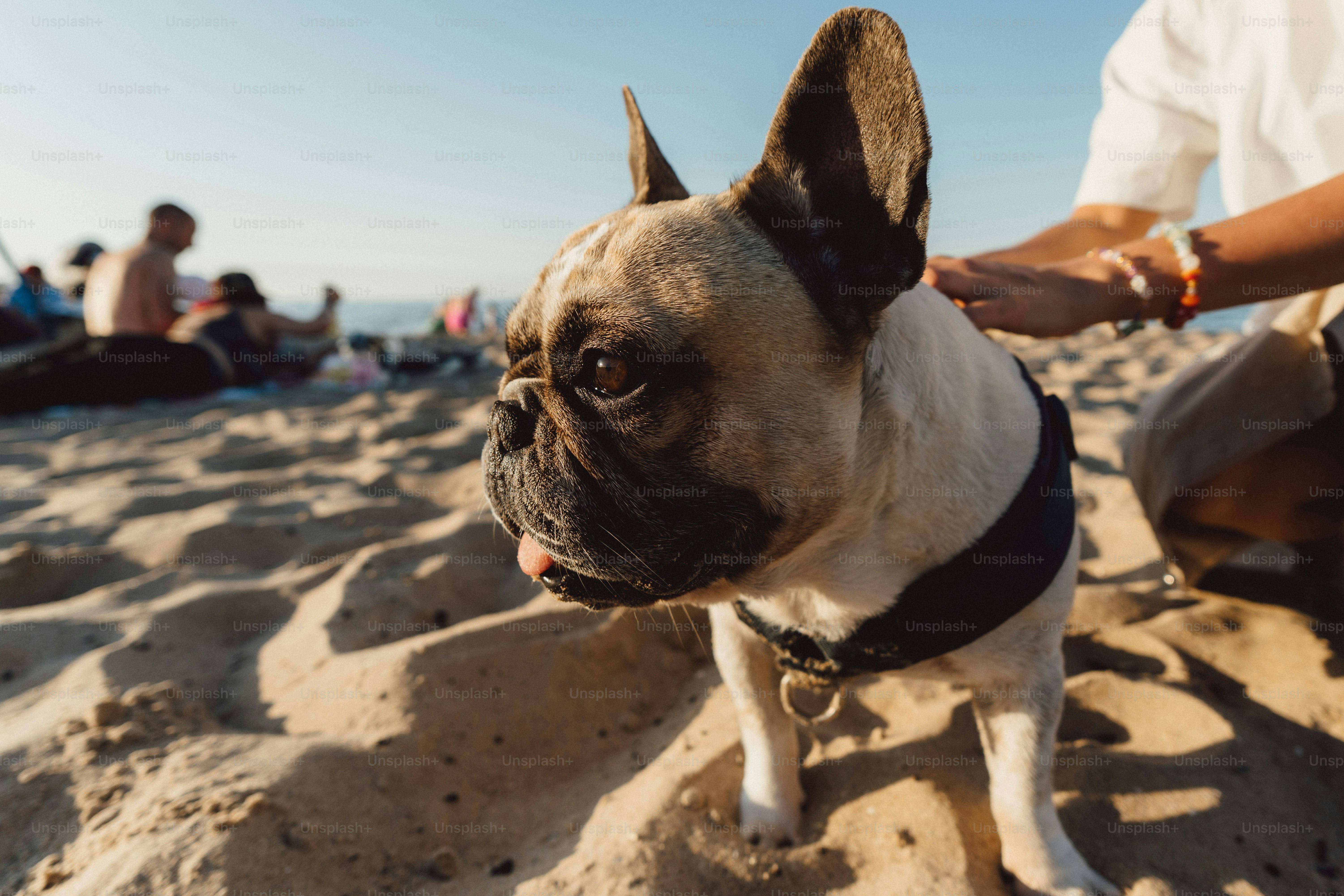 Un bulldog francés disfruta de un tiempo en la playa.
