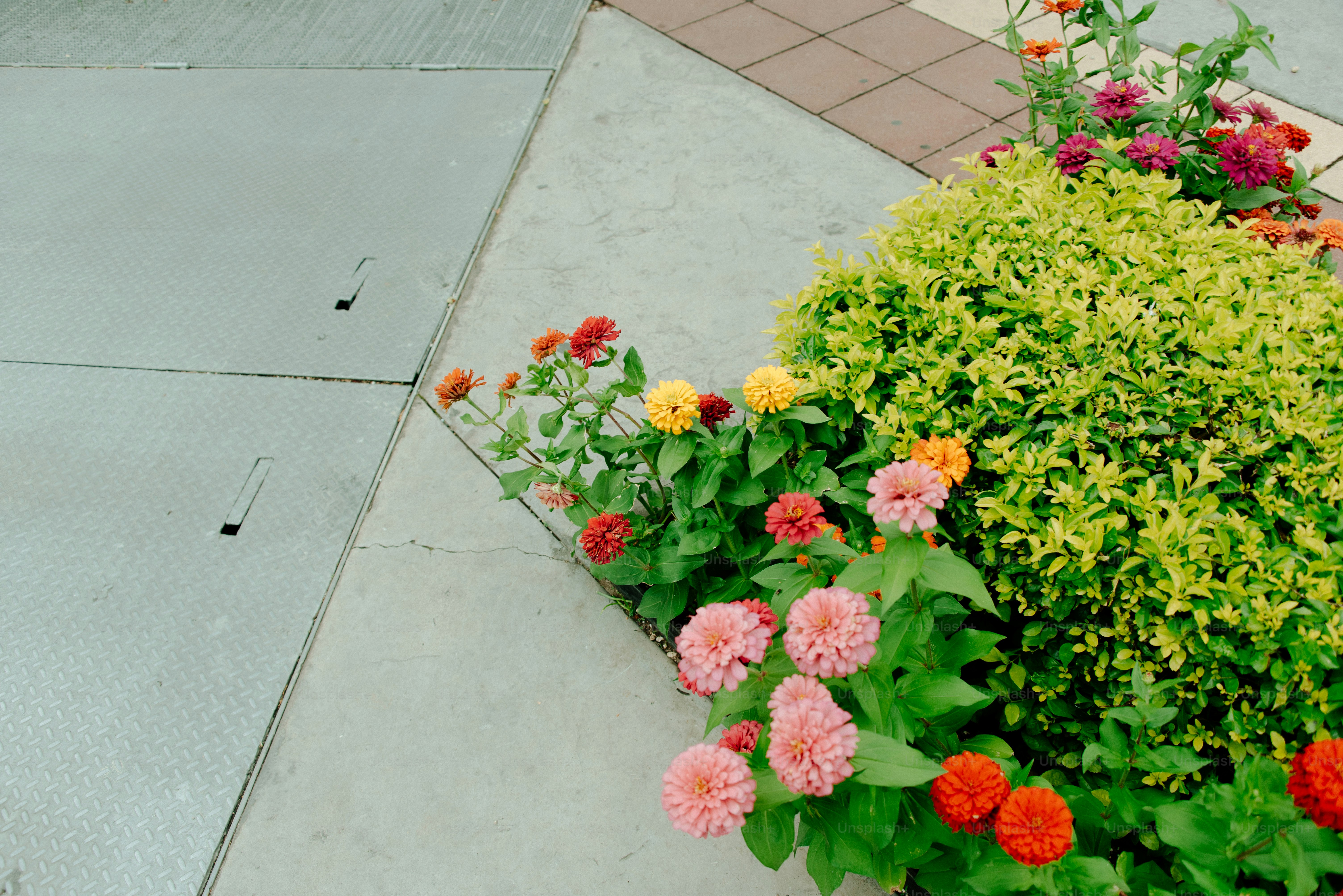 Flowers bloom by a concrete walkway.