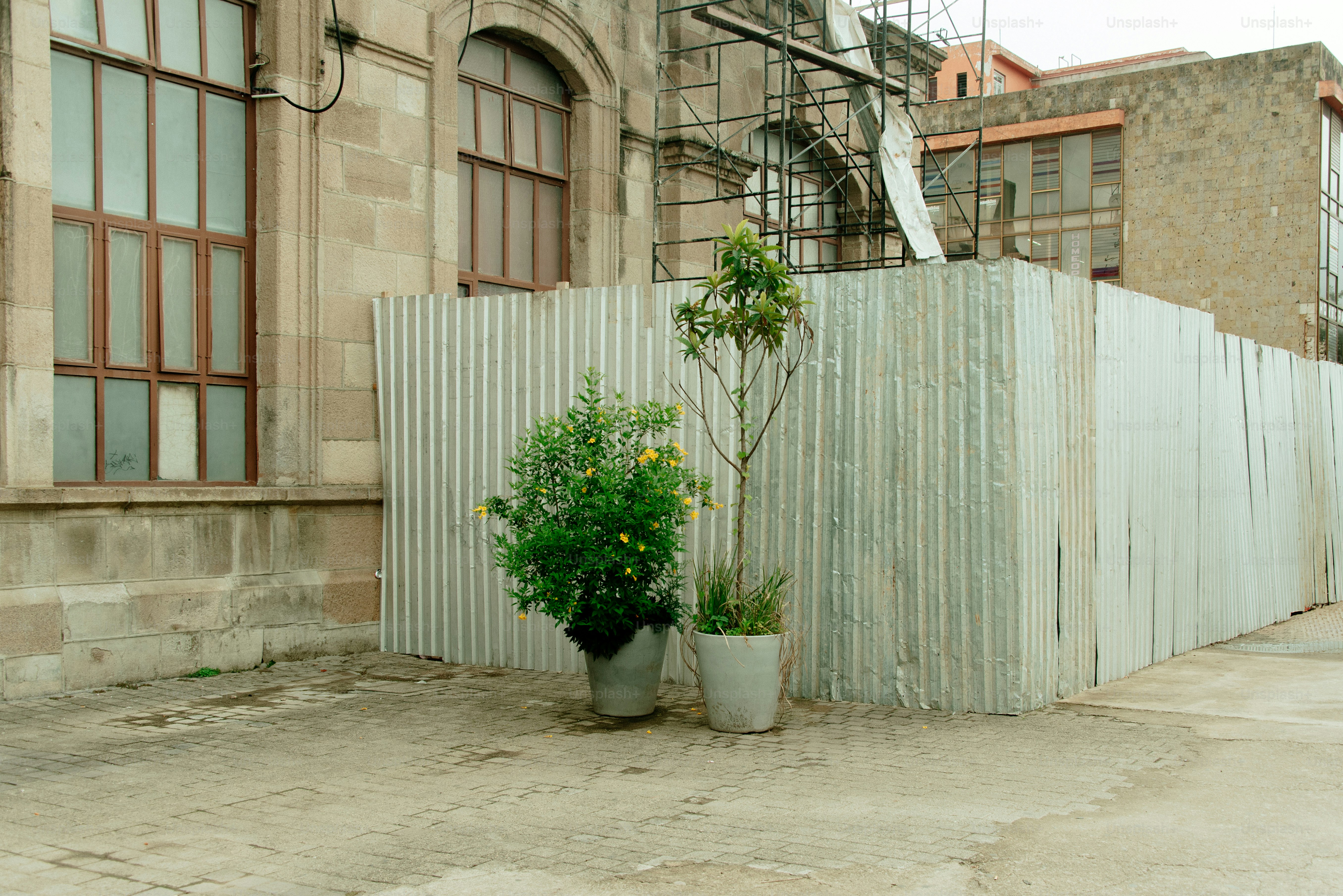 Two potted plants stand near a corrugated fence.