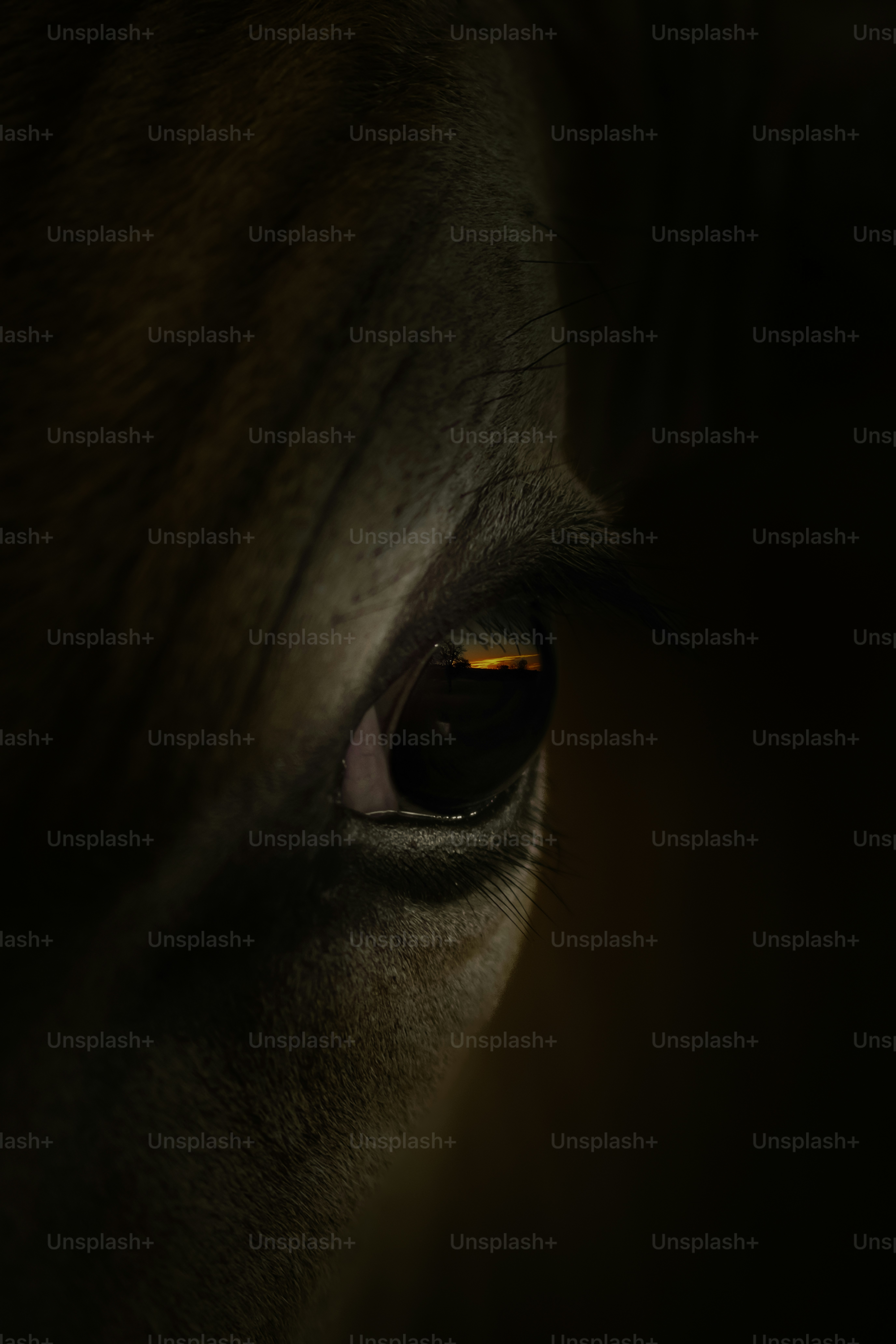 馬の目は細部まで描かれています。