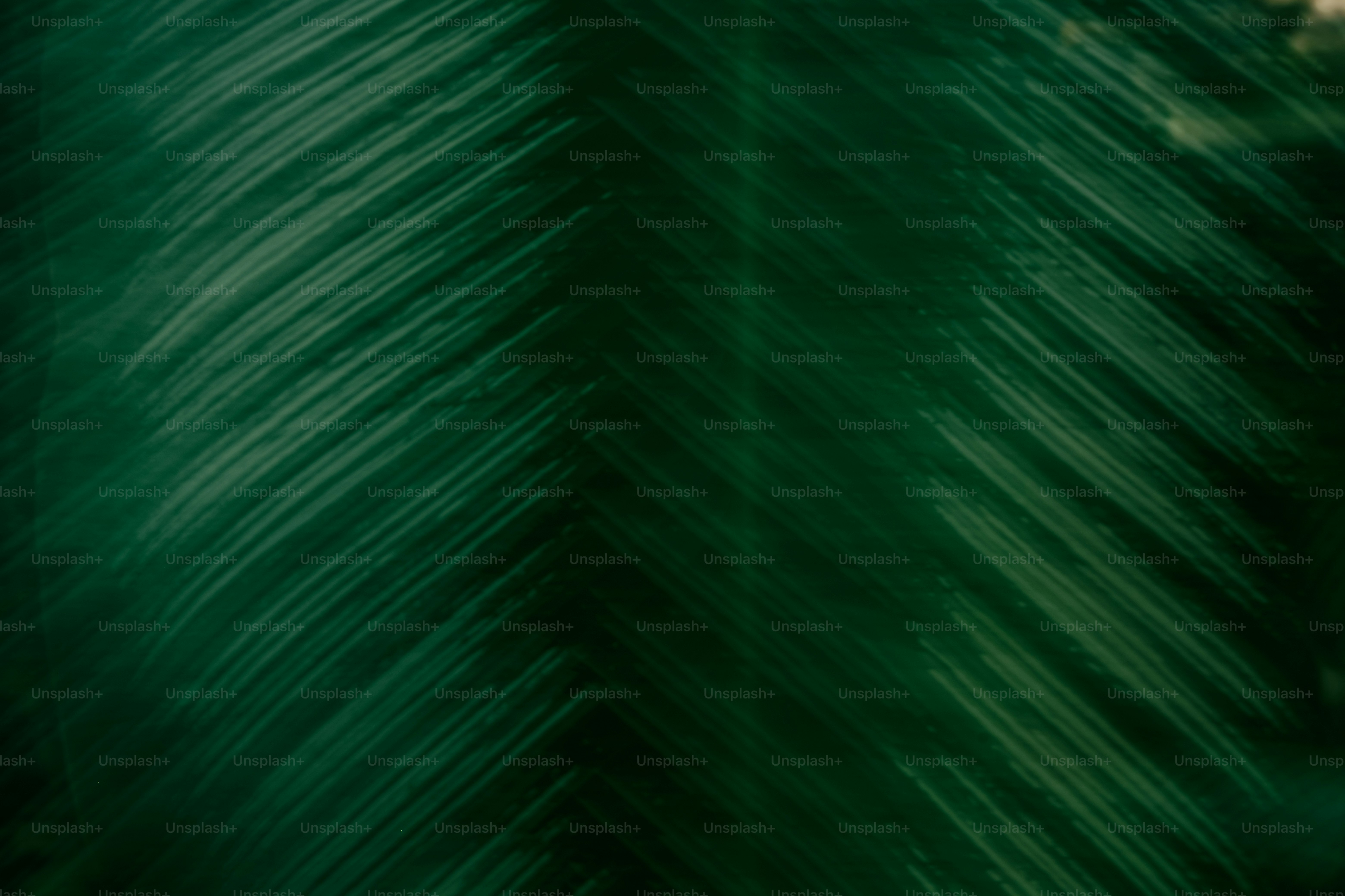 Close-up of dark green palm fronds.