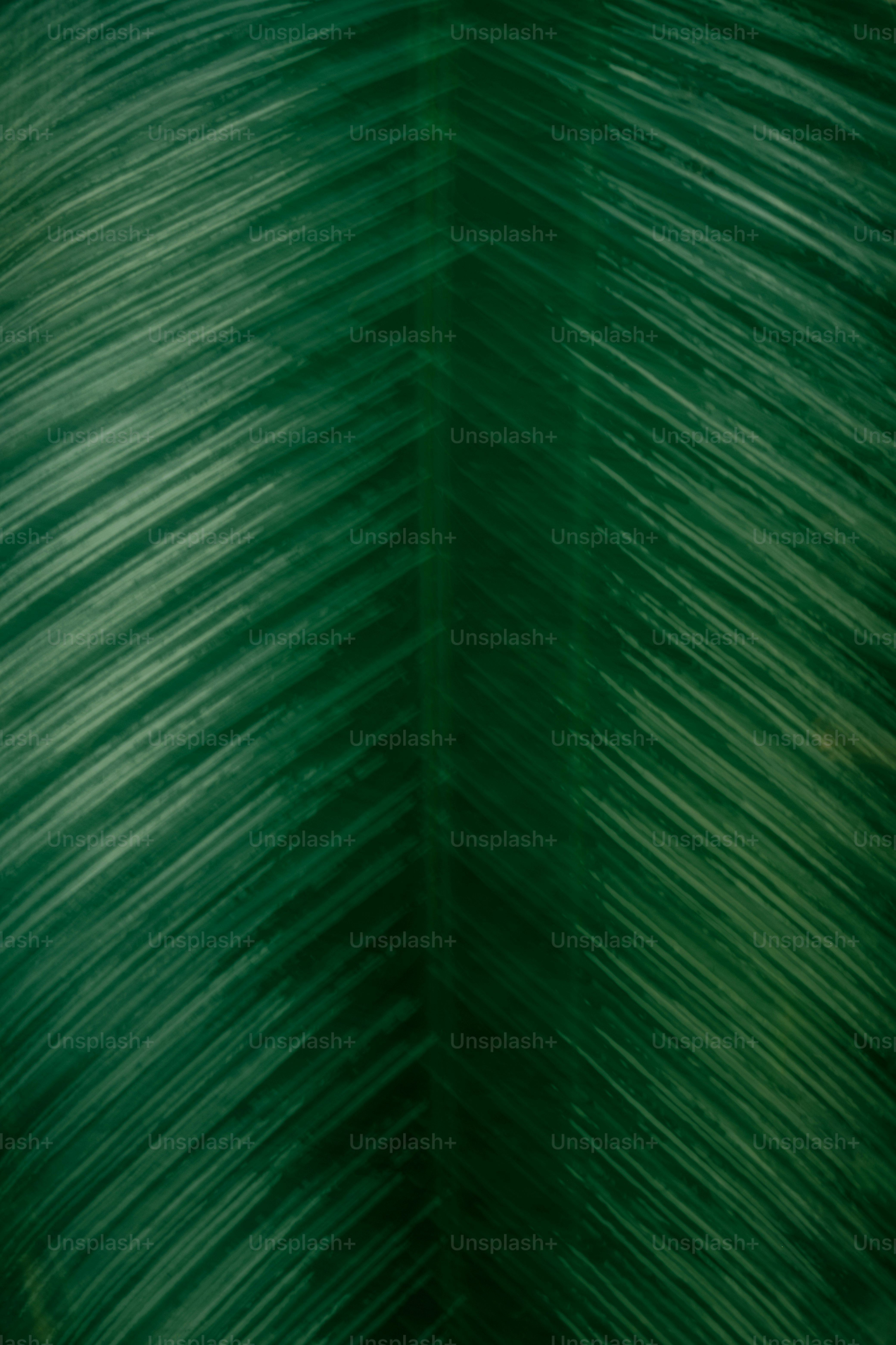 Close-up of a green leaf with visible lines.