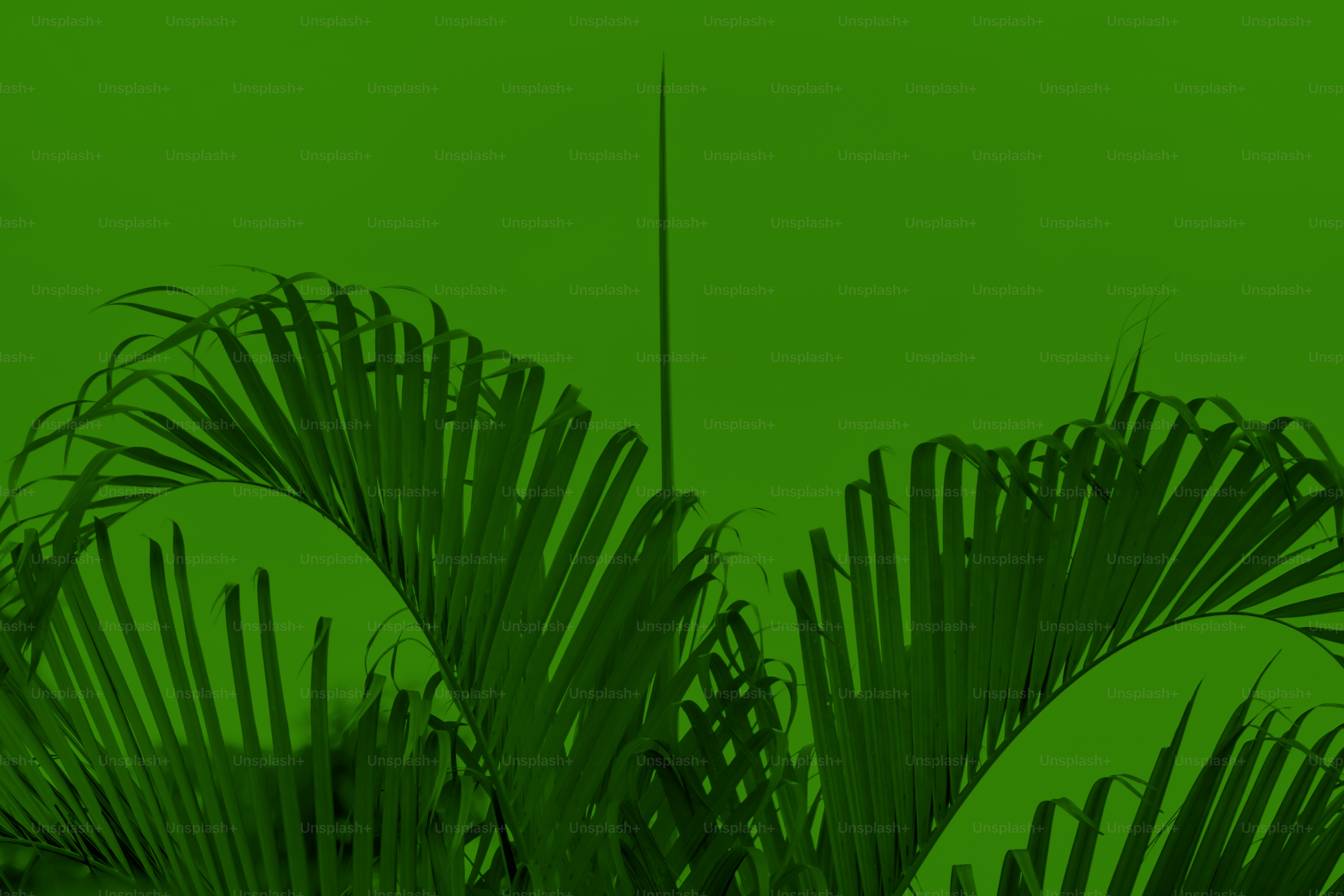 Palmwedel vor grünem Hintergrund.