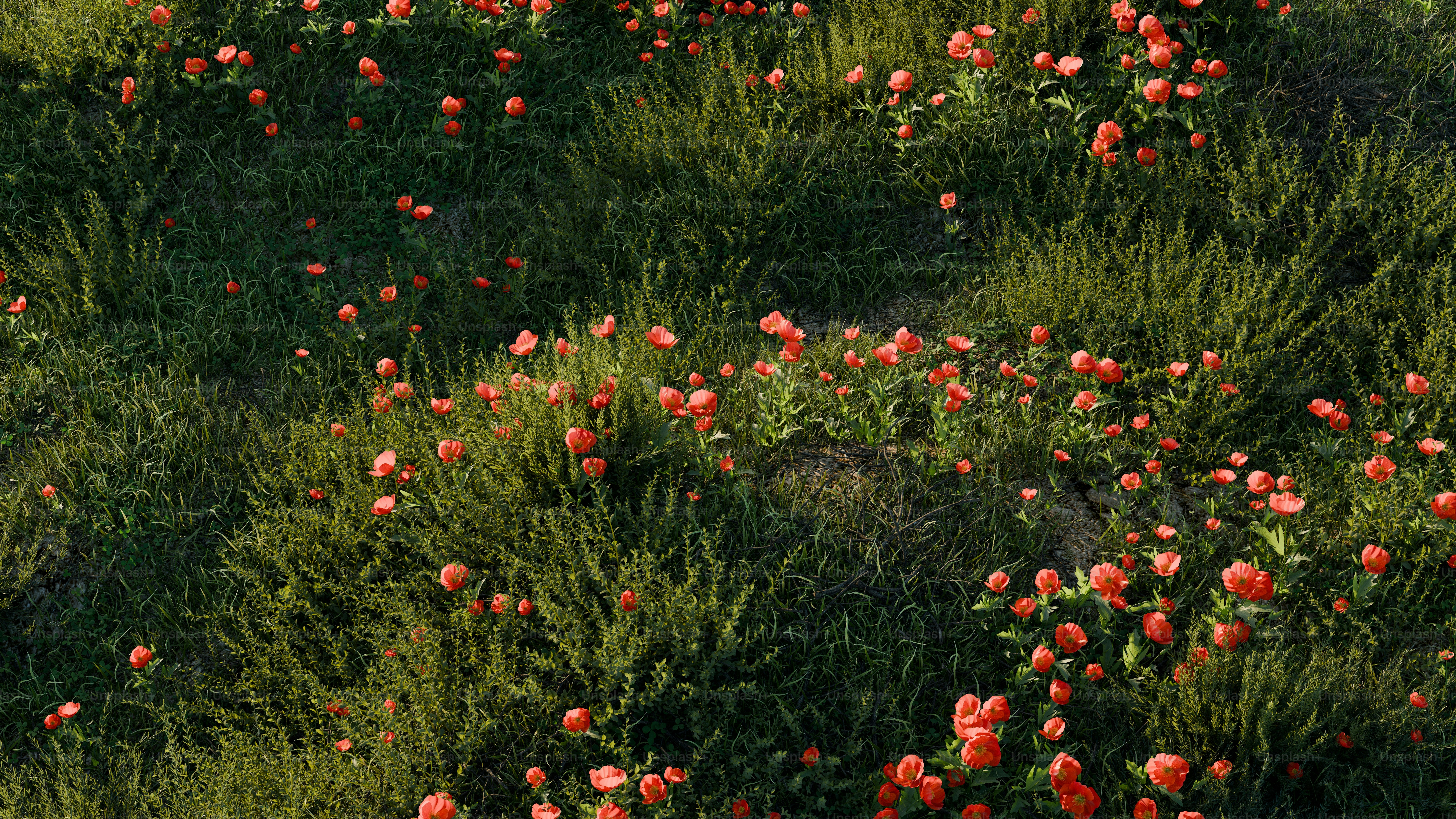 Bunga poppy merah mekar di antara tanaman hijau yang subur.