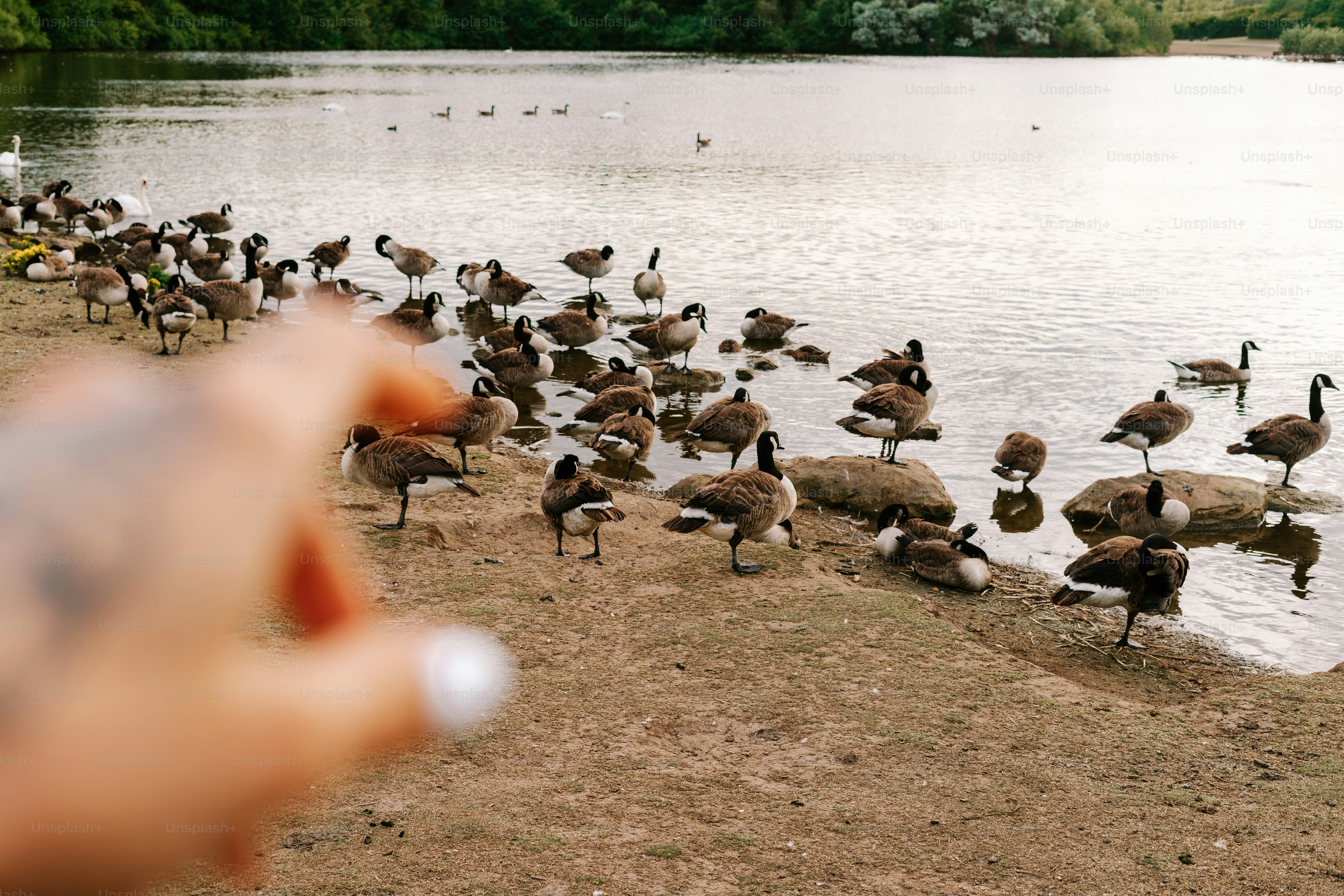 Une main pointe vers des oies qui se rassemblent au bord d’un lac.