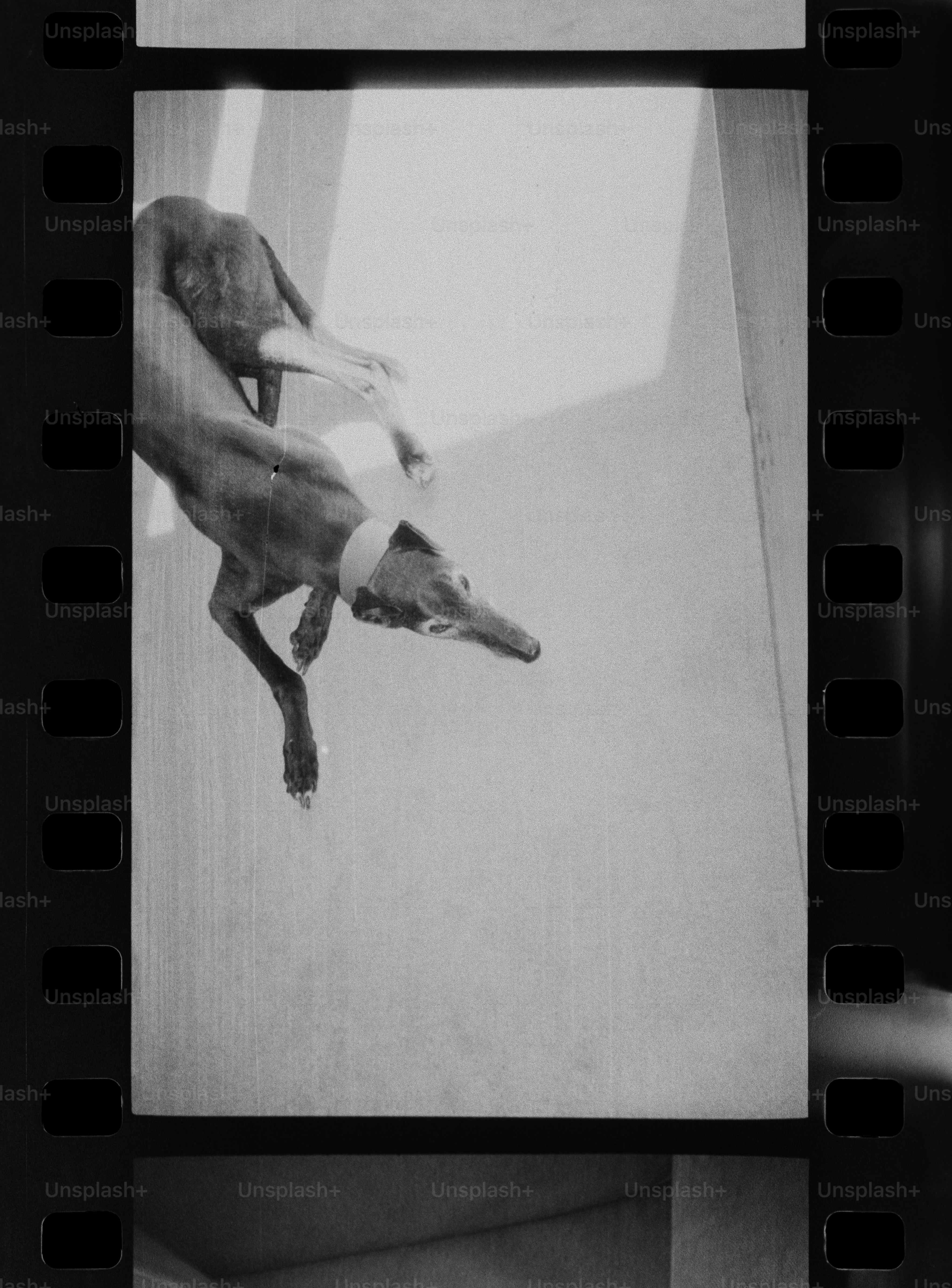 Il cane salta giocosamente in una foto in bianco e nero.