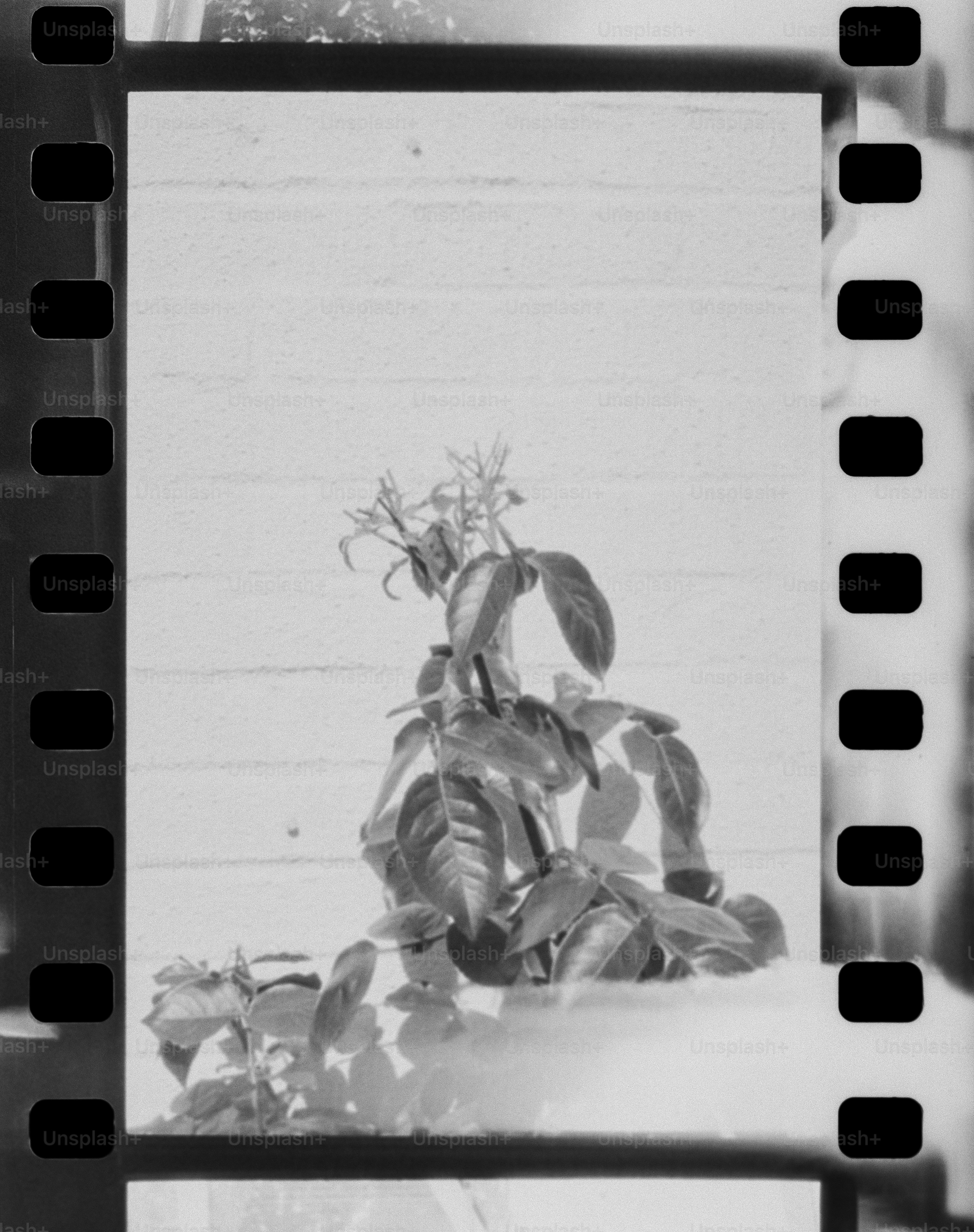 Une plante est encadrée dans des négatifs de film.