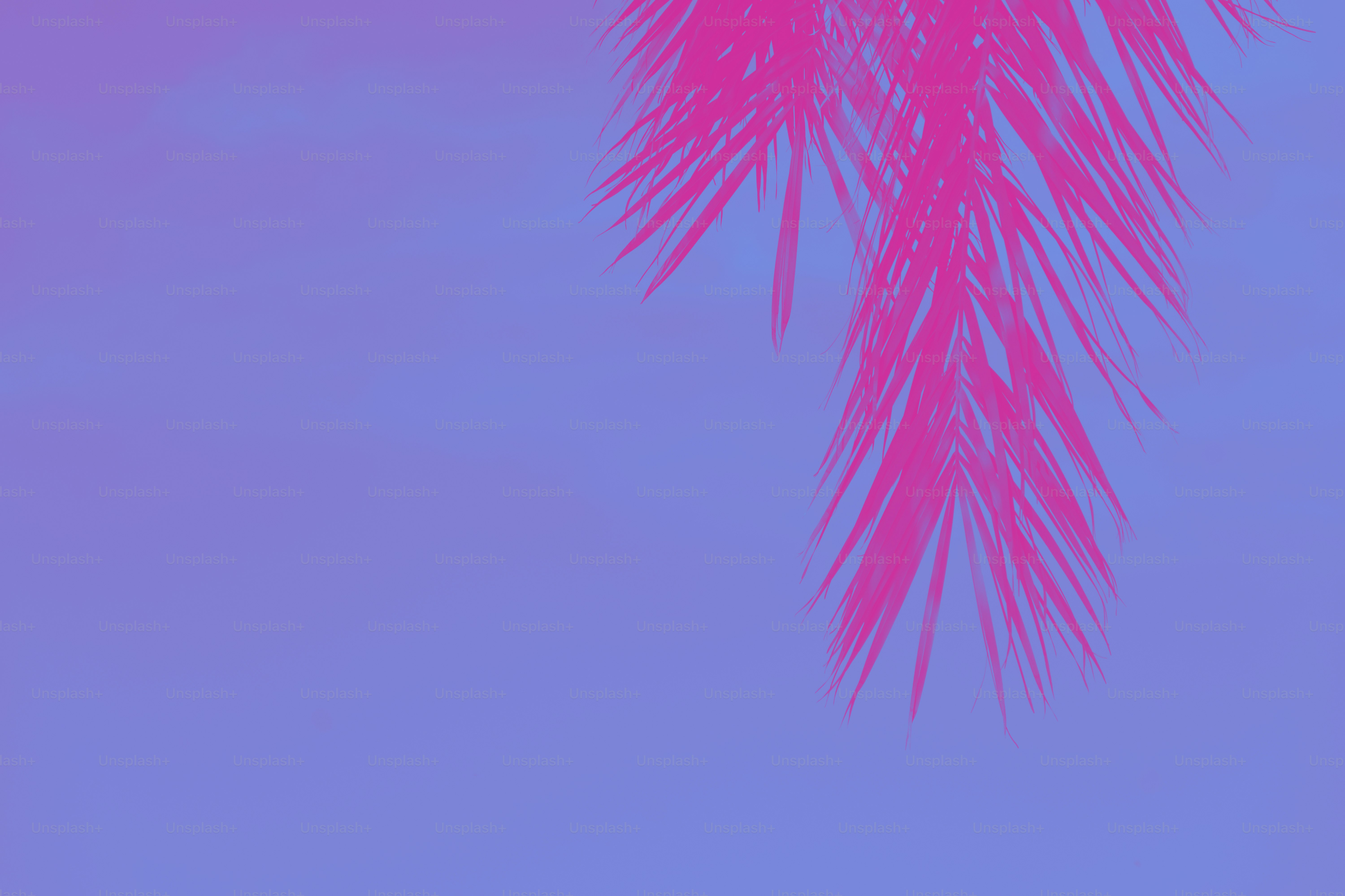 Palm tree leaves in pink against a blue sky.