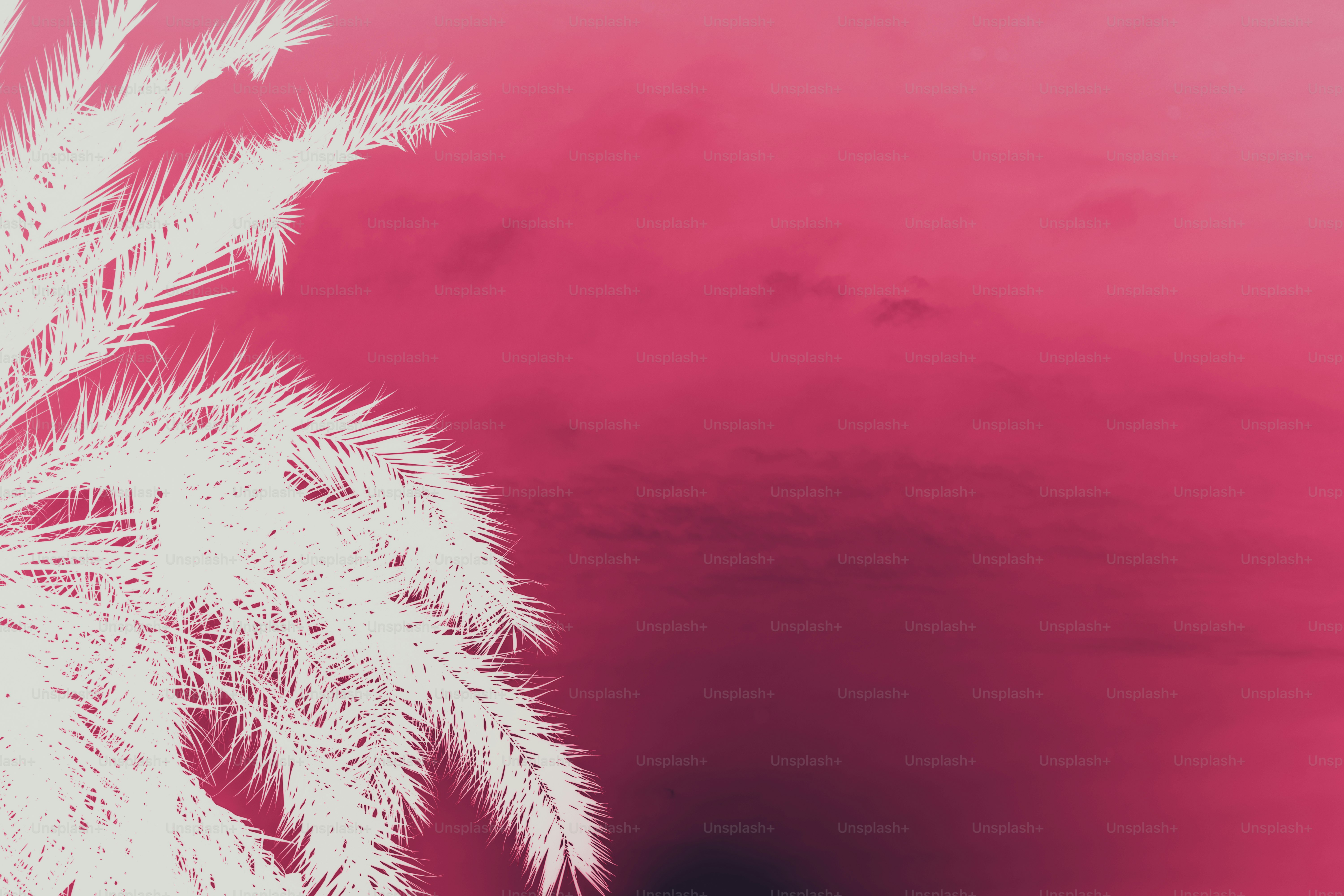 White palm leaves against a pink sky.